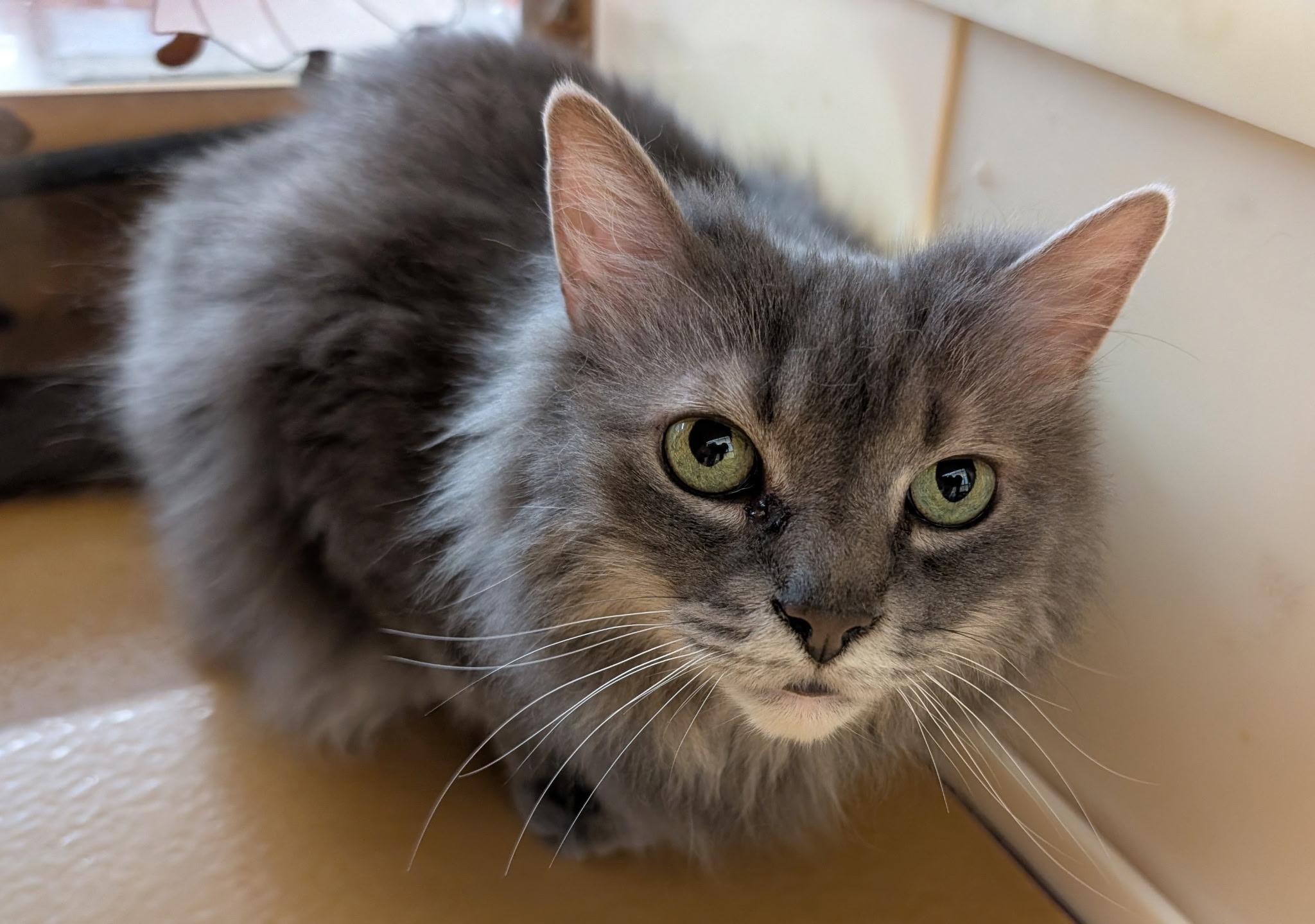 Enlarge Lilly, a Adopted Tabby in Elgin, SC image 5/5