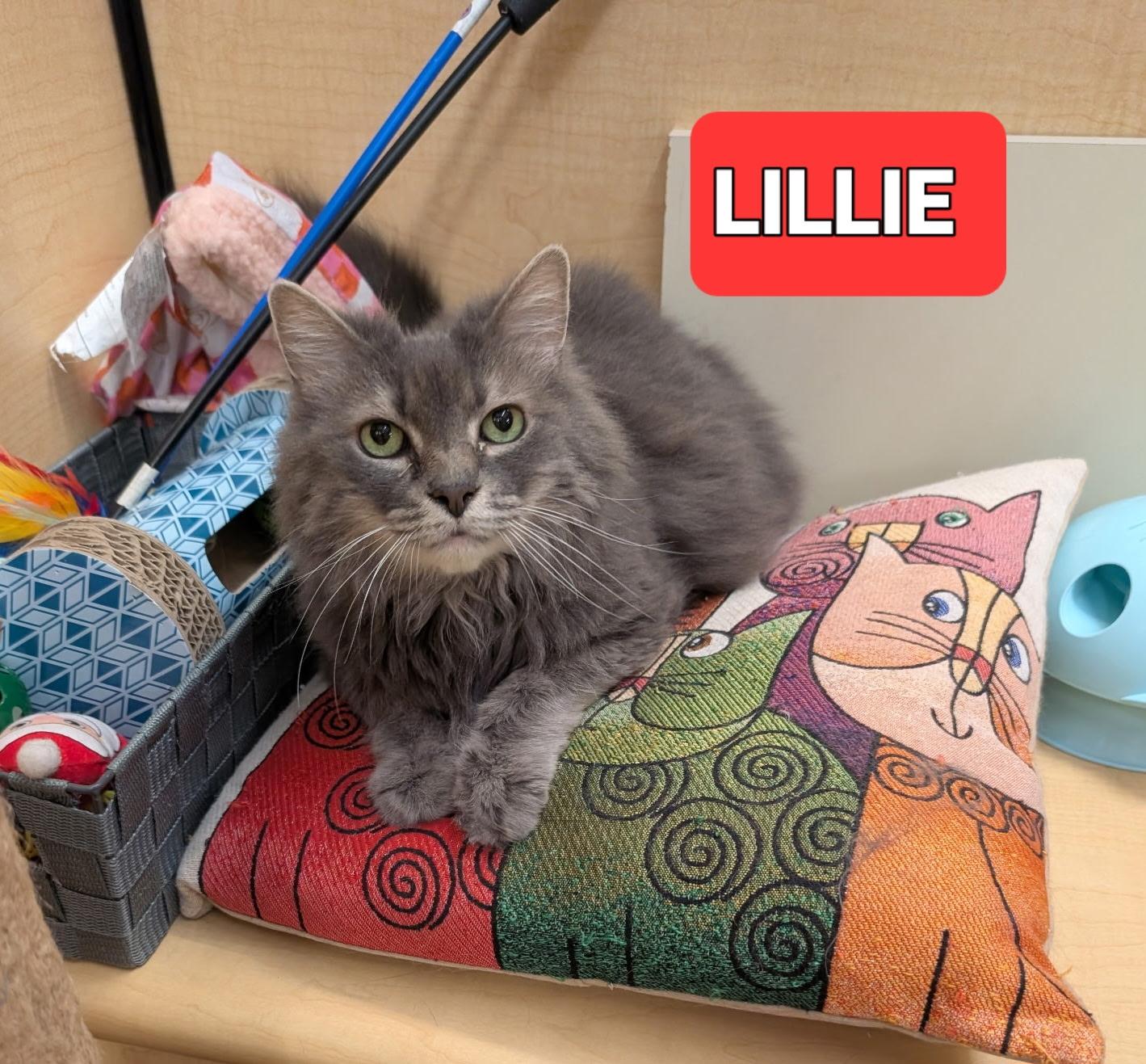 Enlarge Lilly, a Adoptable Tabby in Elgin, SC image 6/6