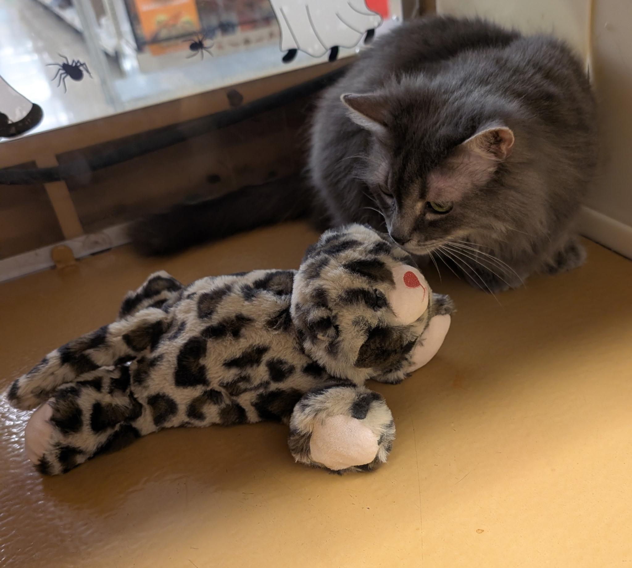 Enlarge Lilly, a Adopted Tabby in Elgin, SC image 4/5
