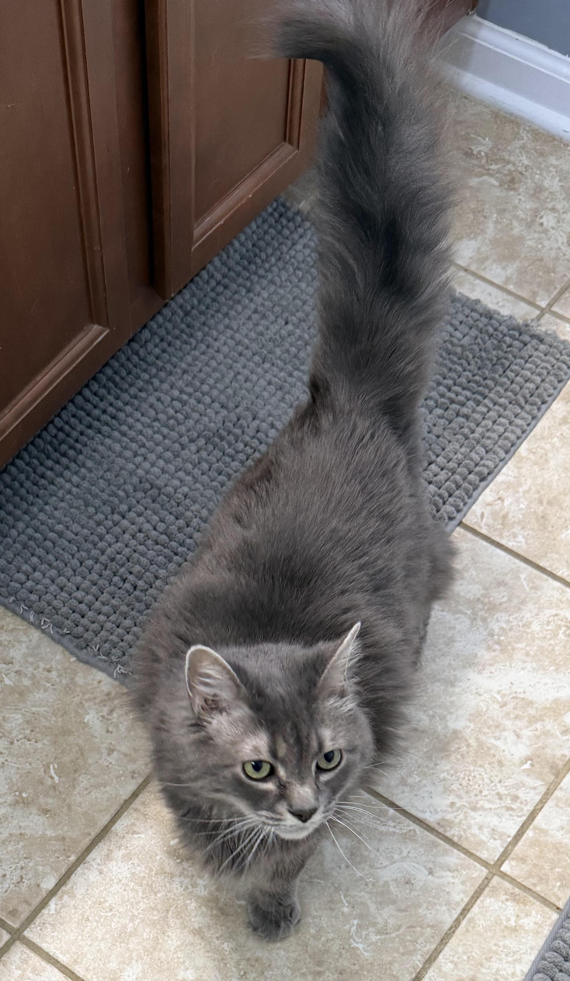 Enlarge Lilly, a Adoptable Tabby in Elgin, SC image 3/6