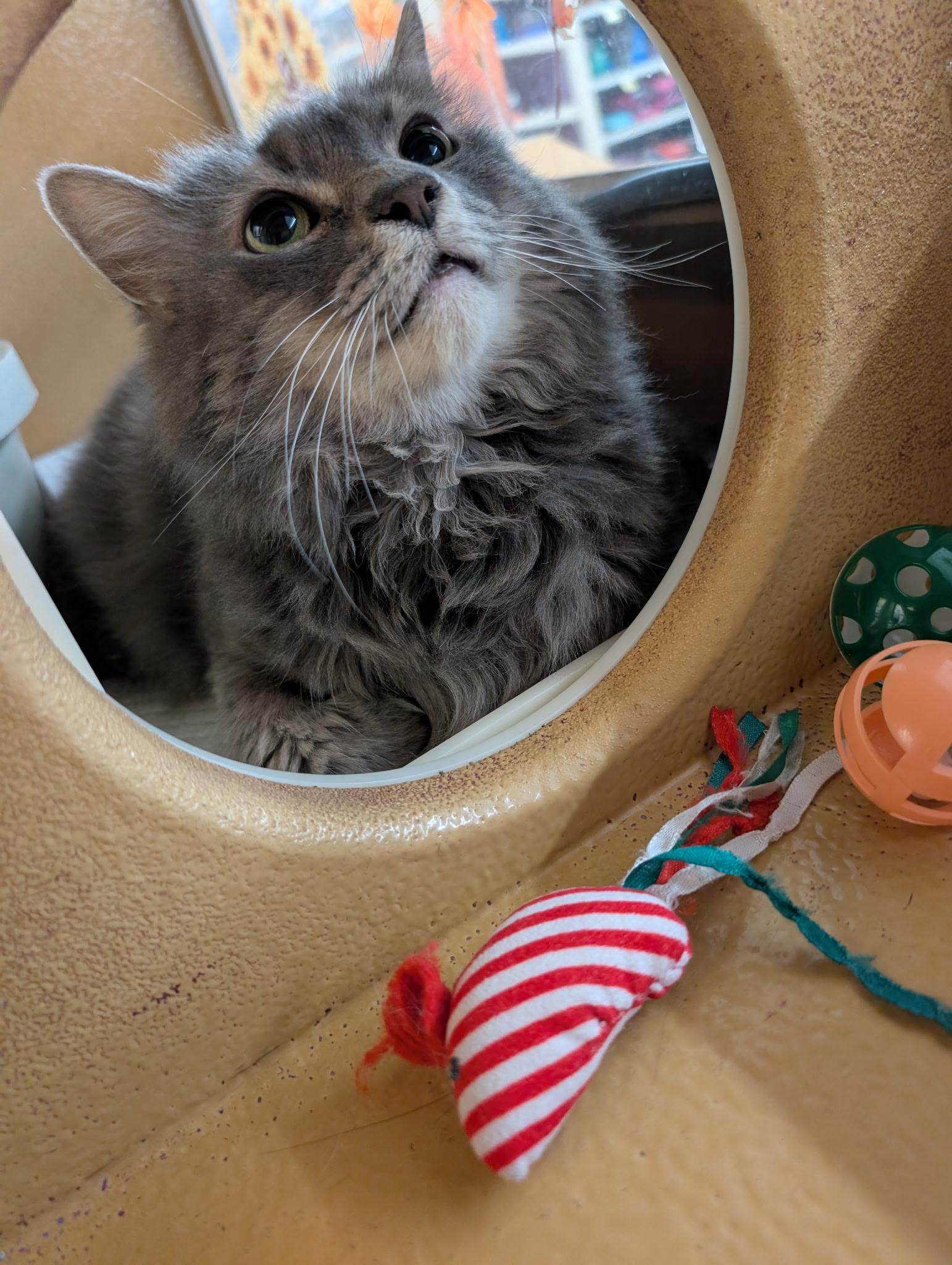 Enlarge Lilly, a Adoptable Tabby in Elgin, SC image 5/6