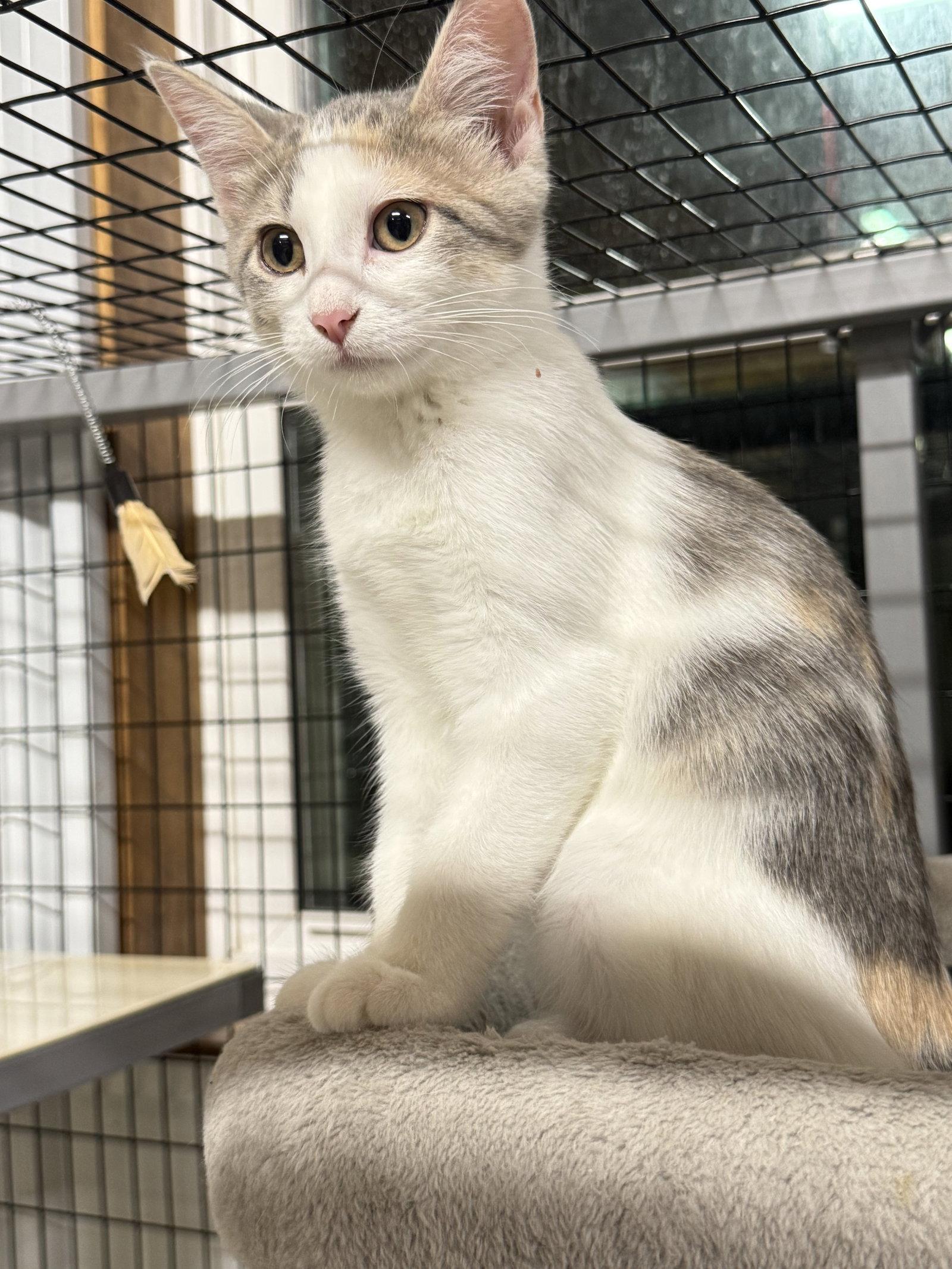 Maple (Courtesy Listing), Adoptable, Young Female Domestic Short Hair.