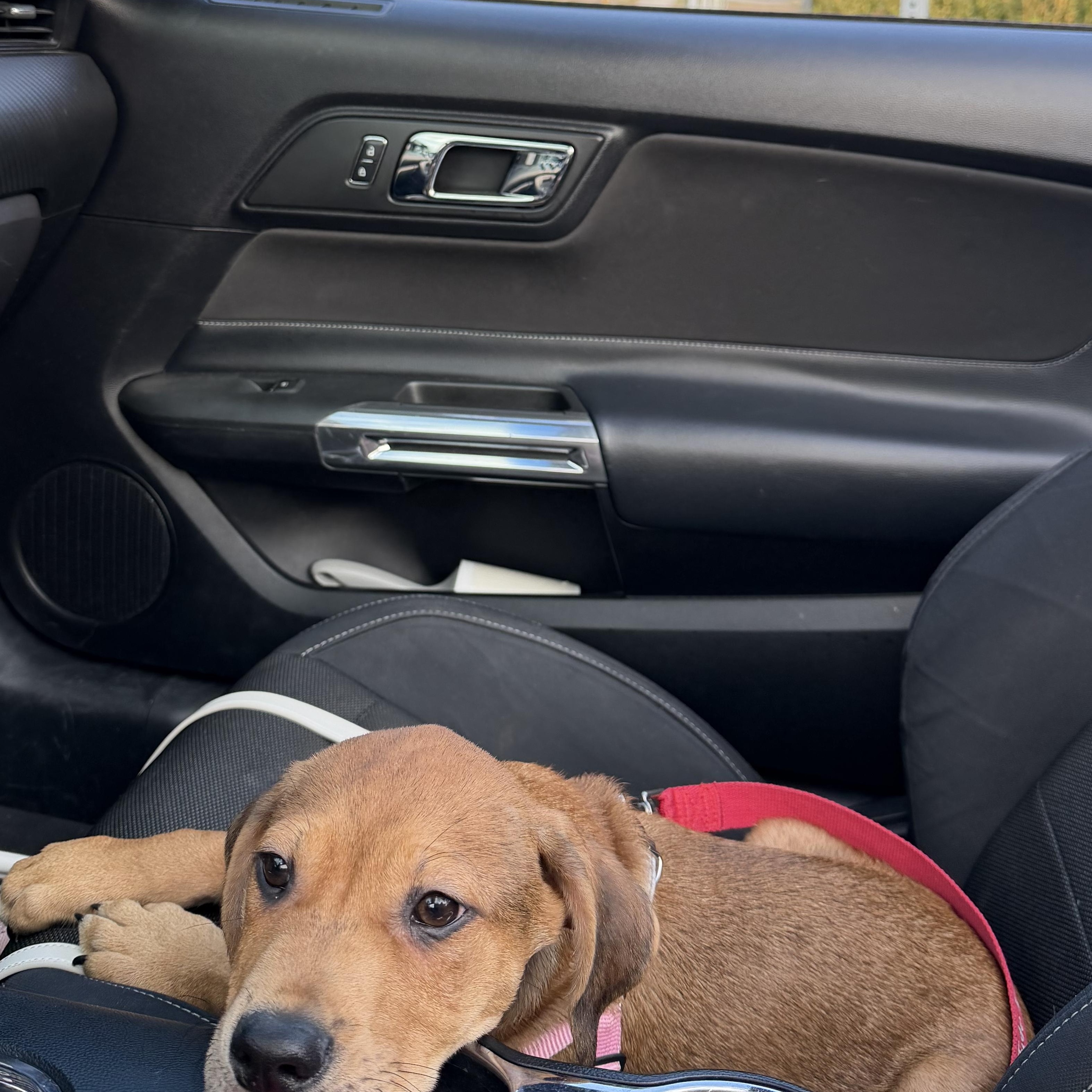 Enlarge Wally, a Adoptable mixed breed in Baton Rouge, LA image 2/6