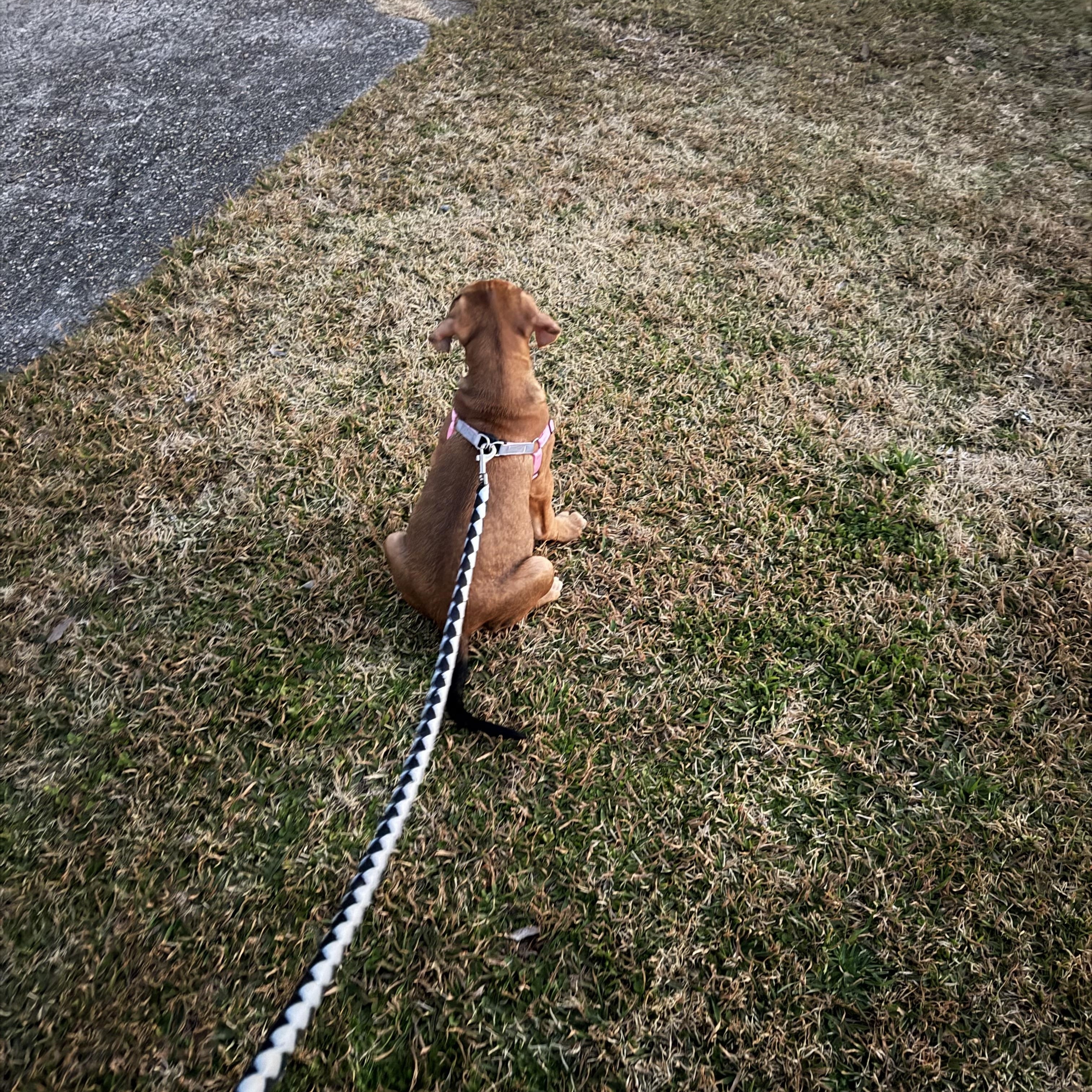 Enlarge Wally, a Adoptable mixed breed in Baton Rouge, LA image 4/6