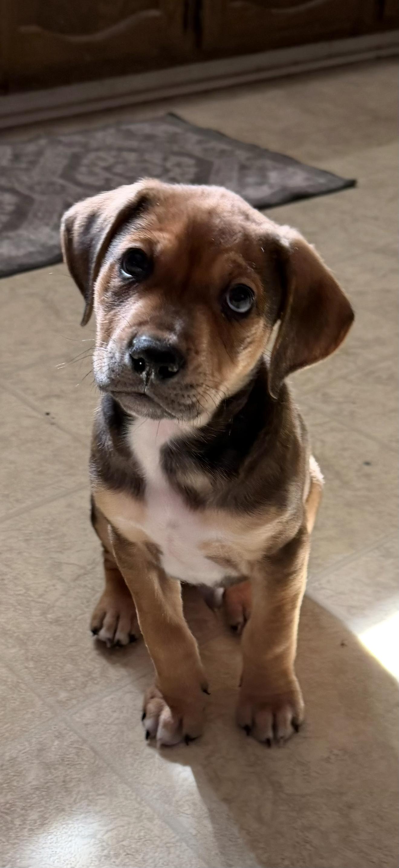 Enlarge Wally, a Adoptable mixed breed in Baton Rouge, LA image 5/6