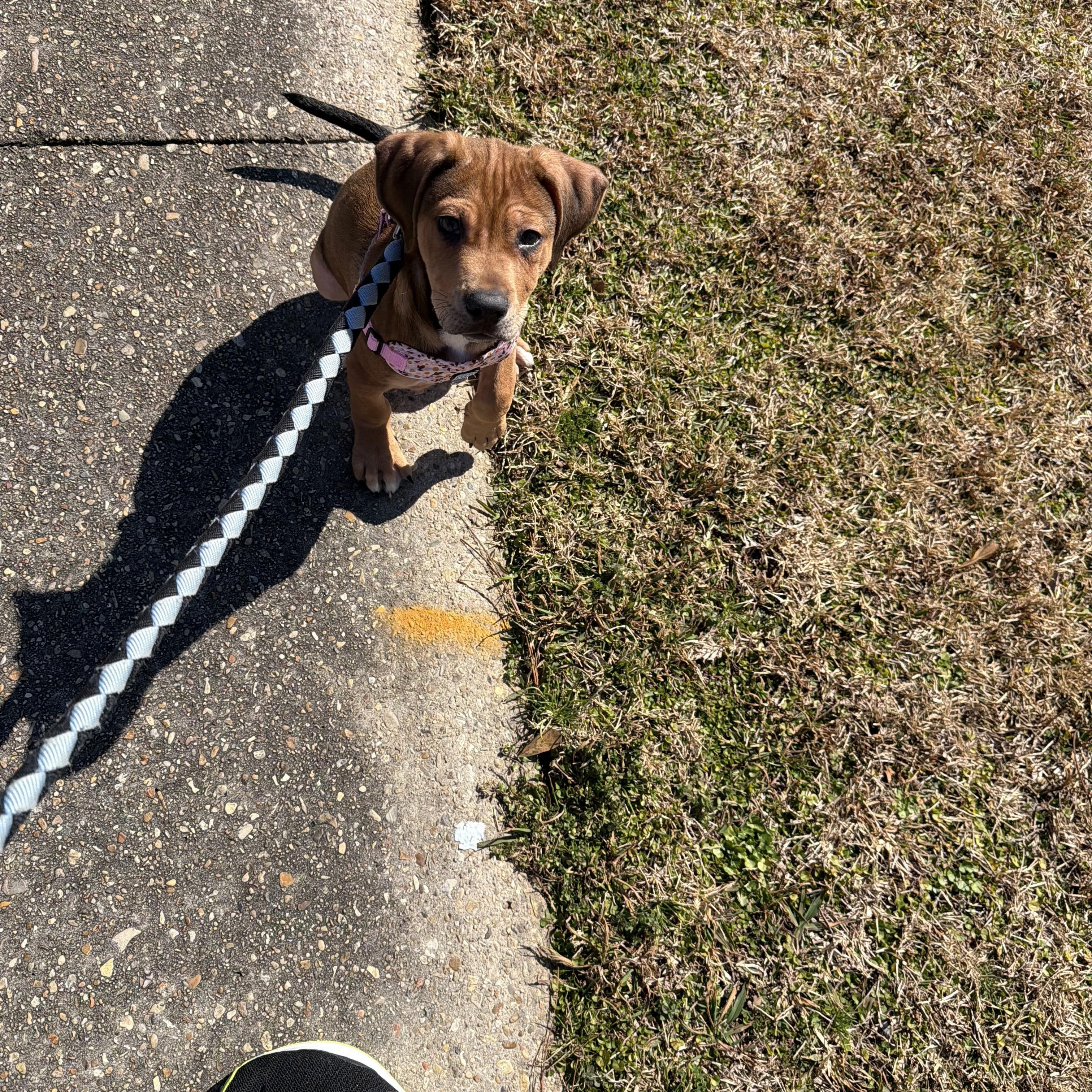 Enlarge Wally, a Adoptable mixed breed in Baton Rouge, LA image 6/6