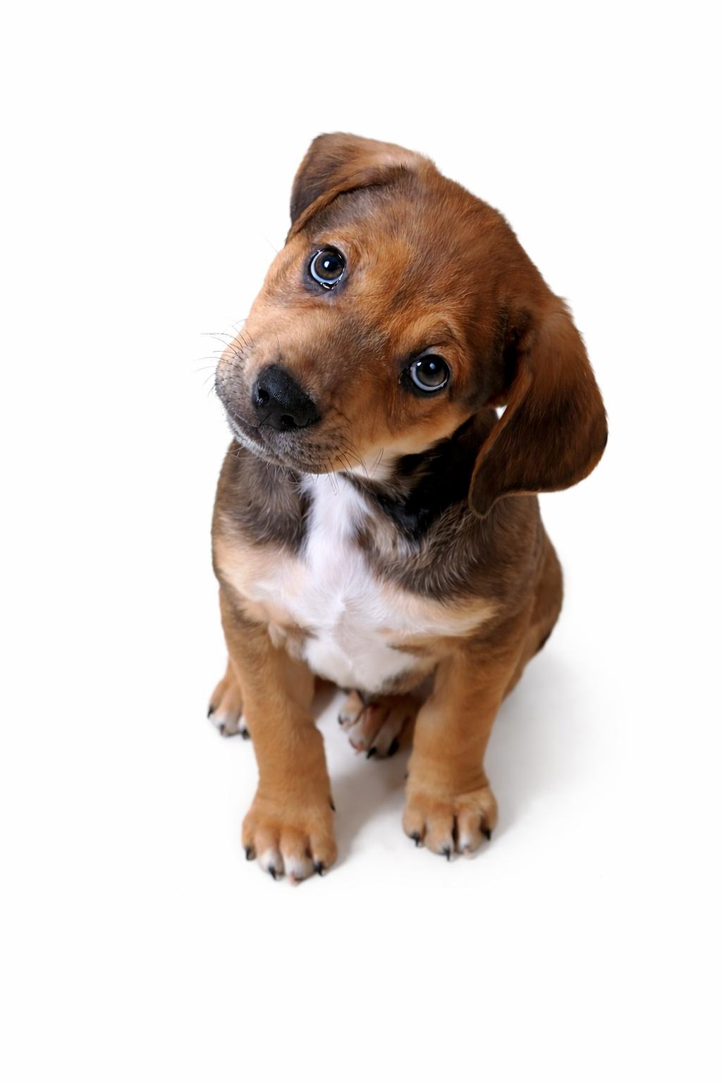 Enlarge Wally, a Adoptable mixed breed in Baton Rouge, LA image 1/6