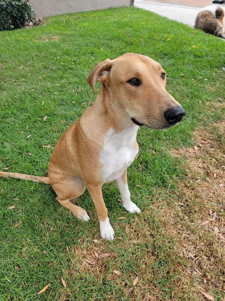 Enlarge Rowdy, a Adoptable mixed breed in San Pedro, CA image 4/4
