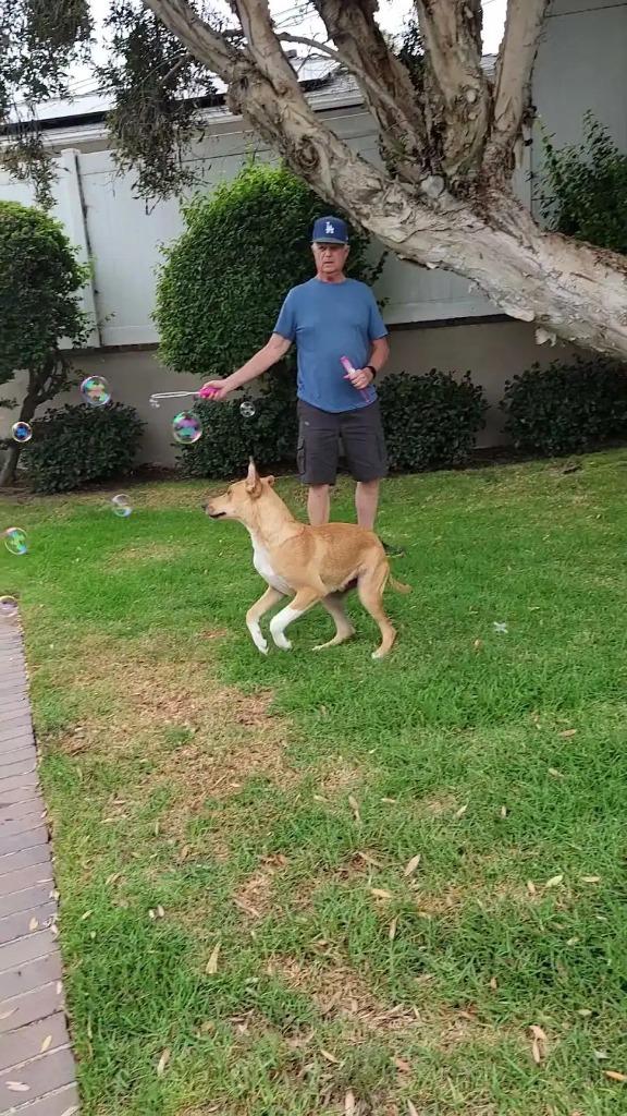 Rowdy, a Adoptable mixed breed in San Pedro, CA image 4/4