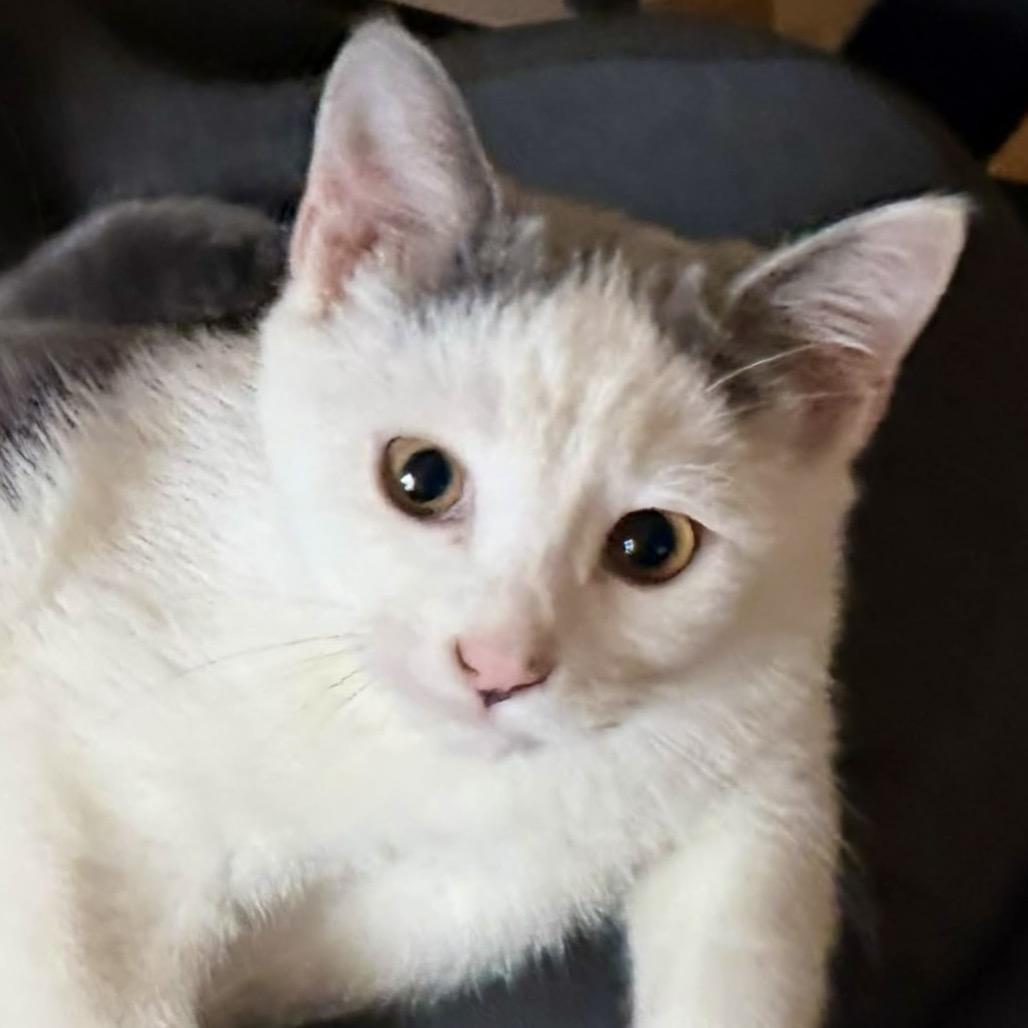 Enlarge Sushi, a Adoptable Domestic Short Hair in SLIPPERY ROCK, PA image 1/5