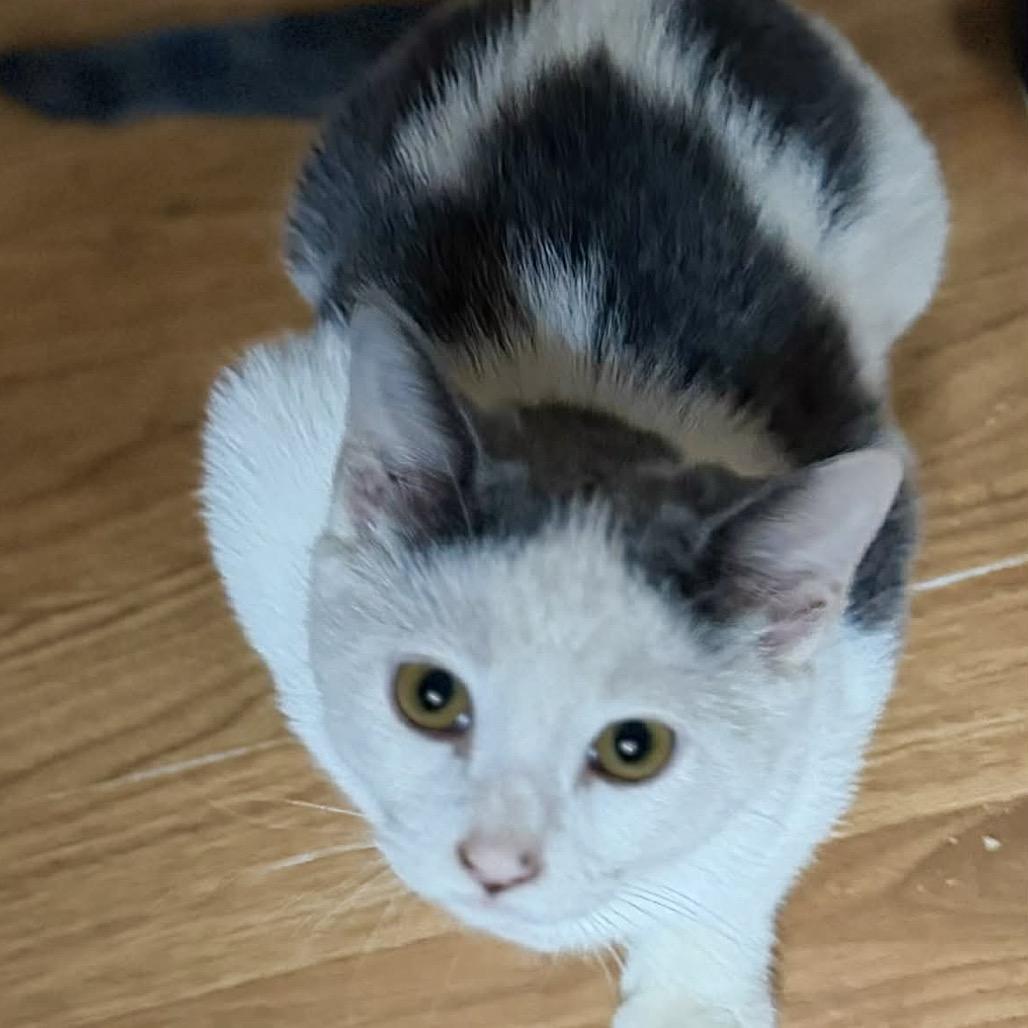 Enlarge Sushi, a Adoptable Domestic Short Hair in SLIPPERY ROCK, PA image 3/5