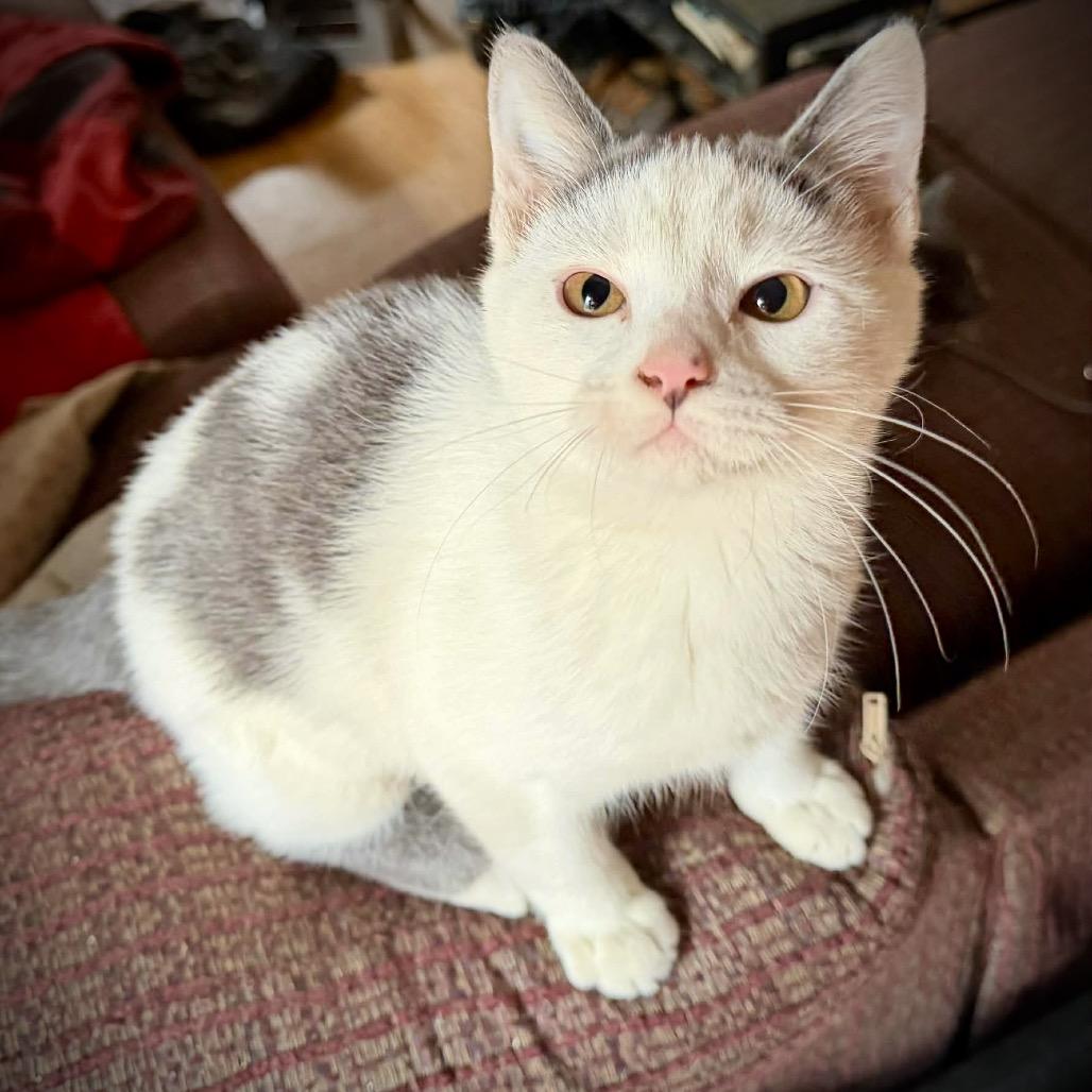 Enlarge Sushi, a Adoptable Domestic Short Hair in SLIPPERY ROCK, PA image 4/5