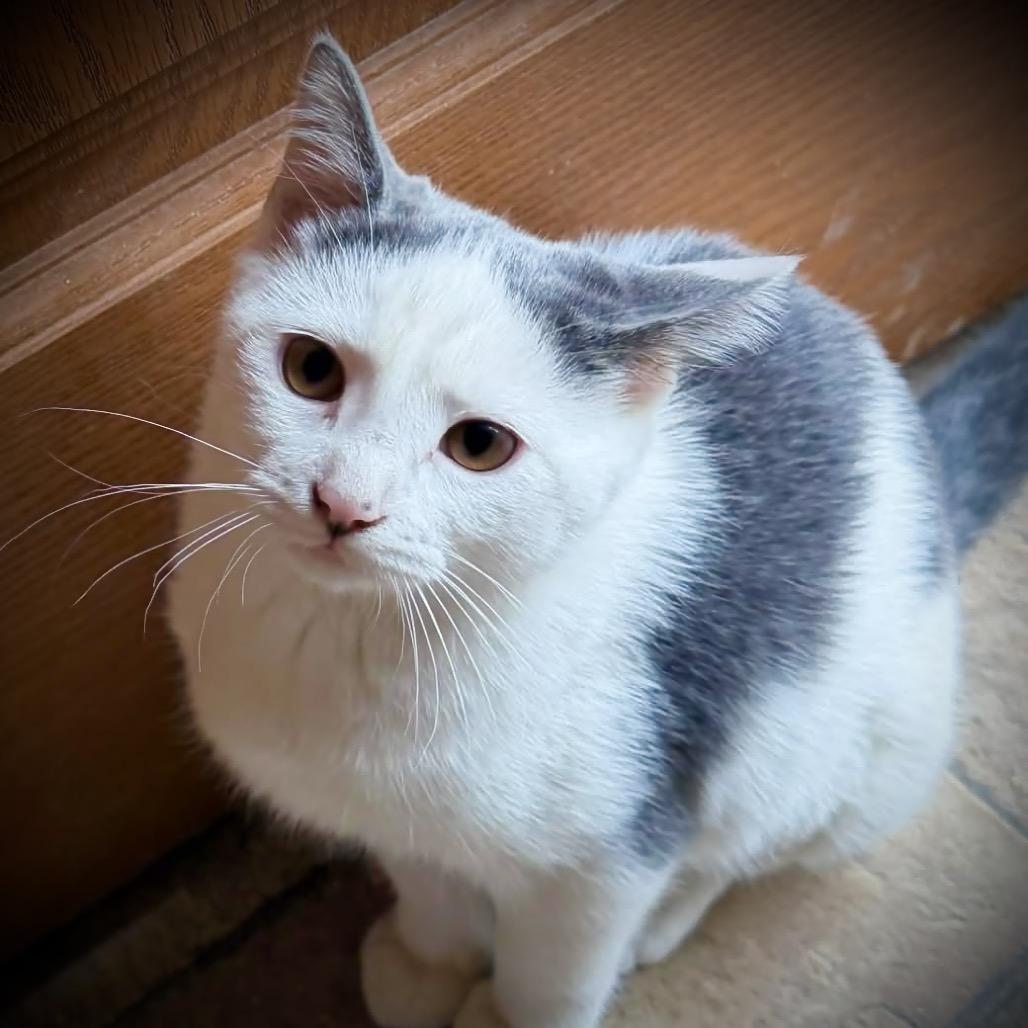 Enlarge Sushi, a Adoptable Domestic Short Hair in SLIPPERY ROCK, PA image 5/5