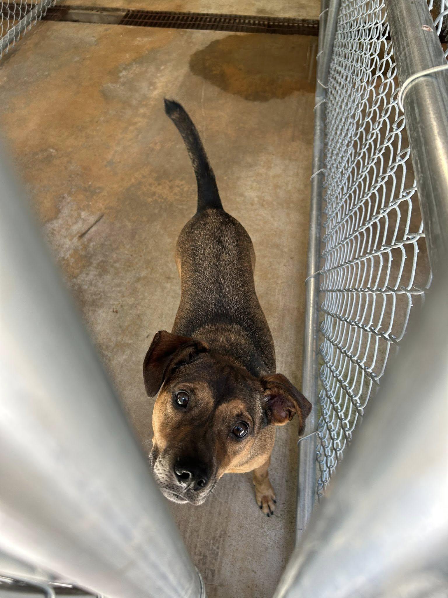 FRANKIE, a Adoptable mixed breed in Newborn, GA image 3/6