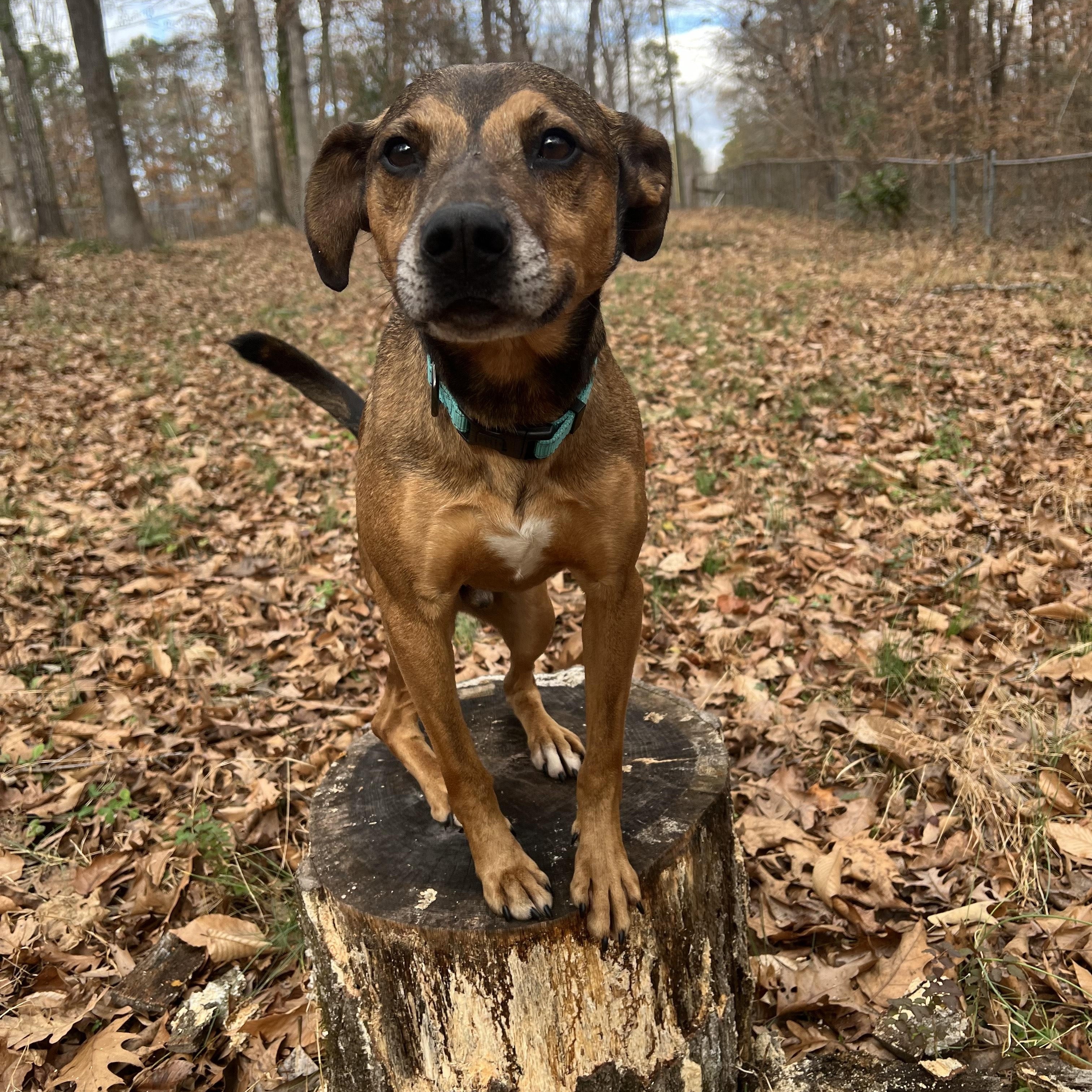 Enlarge FRANKIE, a Adoptable mixed breed in Newborn, GA image 1/6