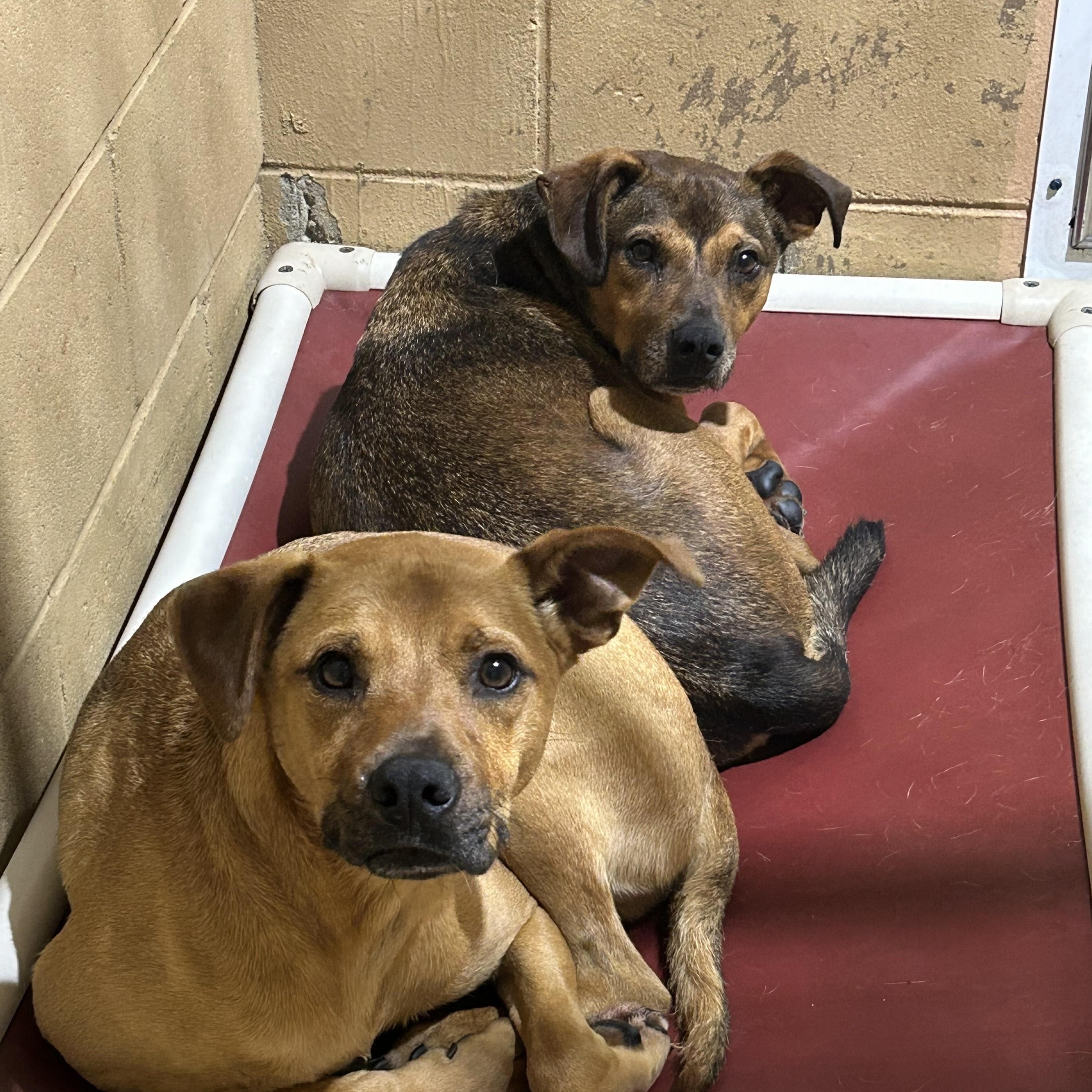 FRANKIE, a Adoptable mixed breed in Newborn, GA image 4/6