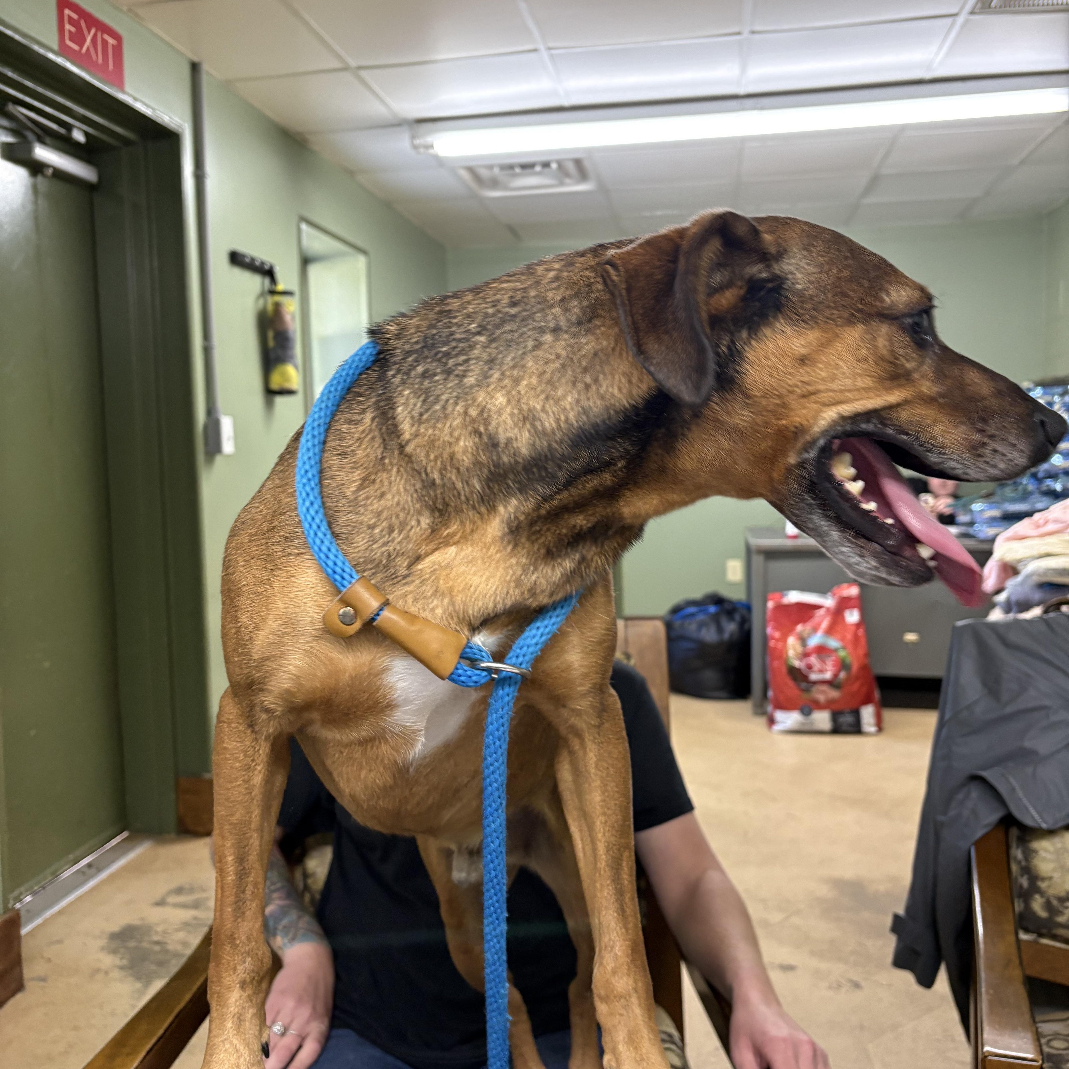 FRANKIE, a Adoptable mixed breed in Newborn, GA image 6/6