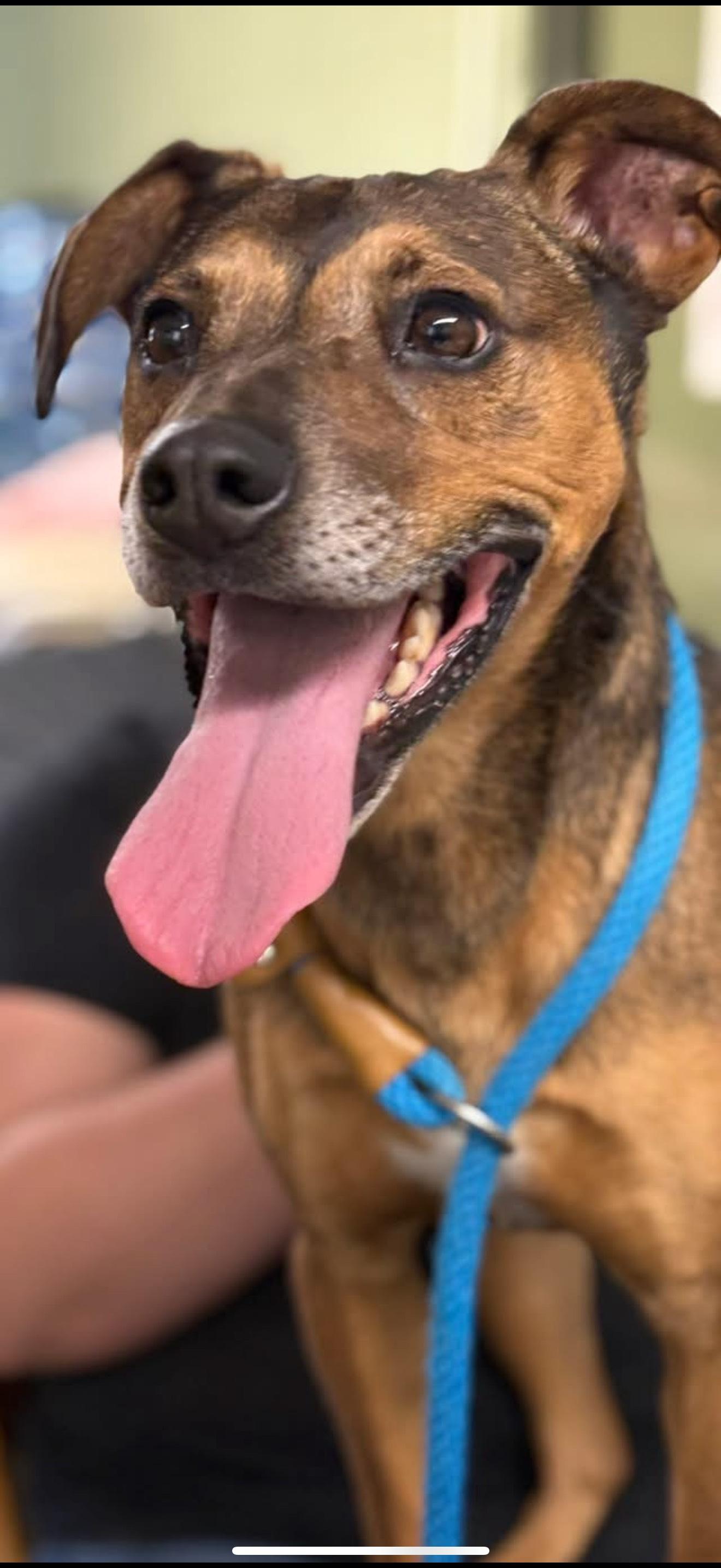 FRANKIE, Adoptable, Young Male Mixed Breed & German Shepherd Dog.