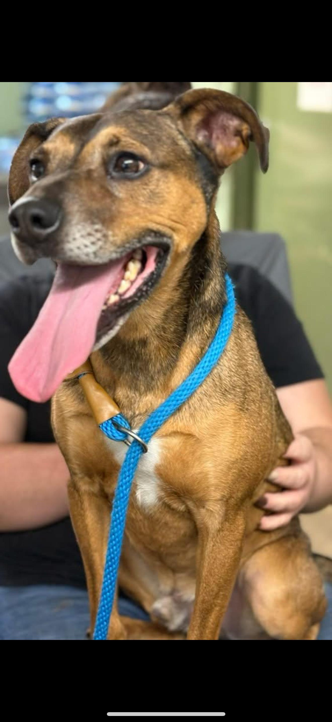 FRANKIE, a Adoptable mixed breed in Newborn, GA image 1/6