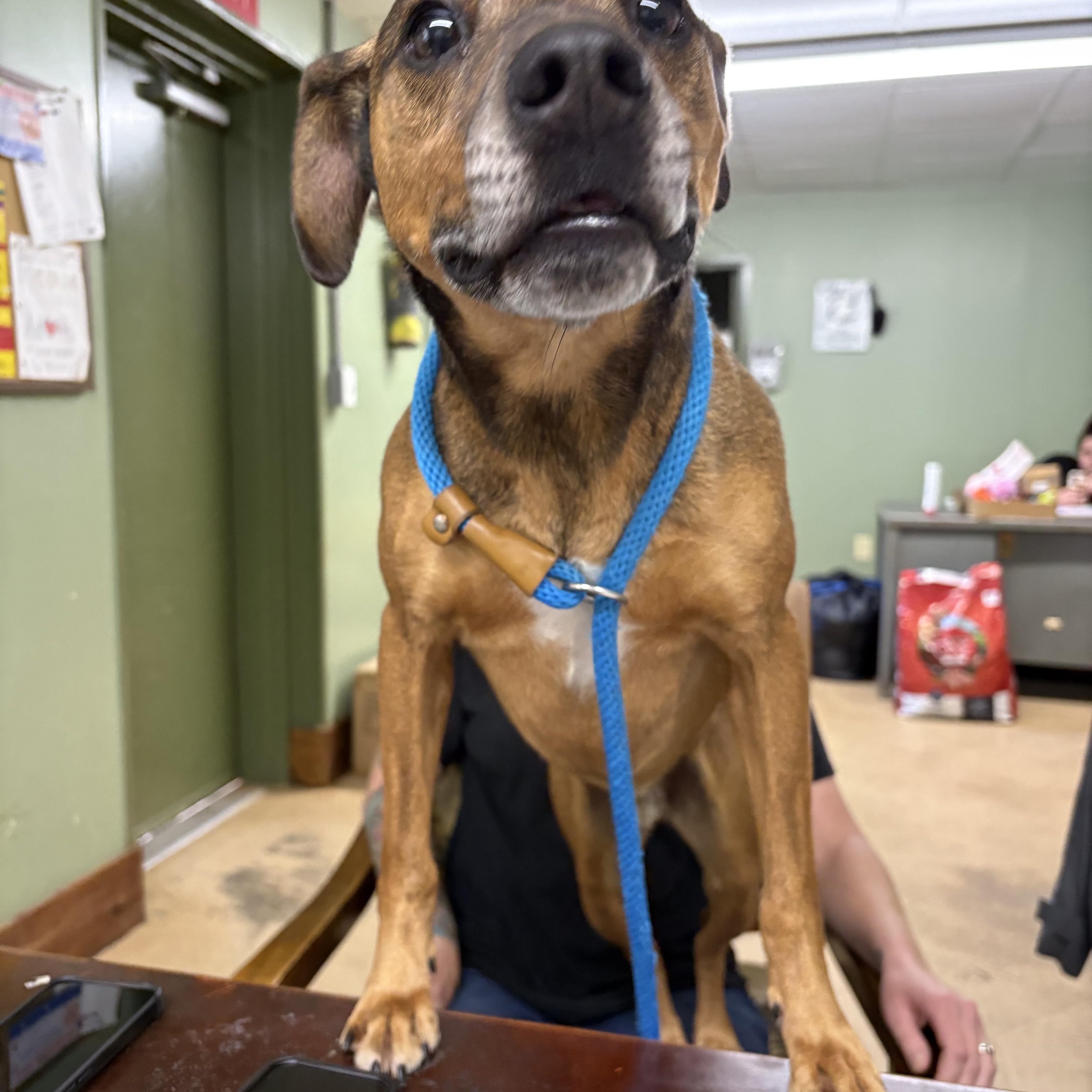 FRANKIE, a Adoptable mixed breed in Newborn, GA image 5/6