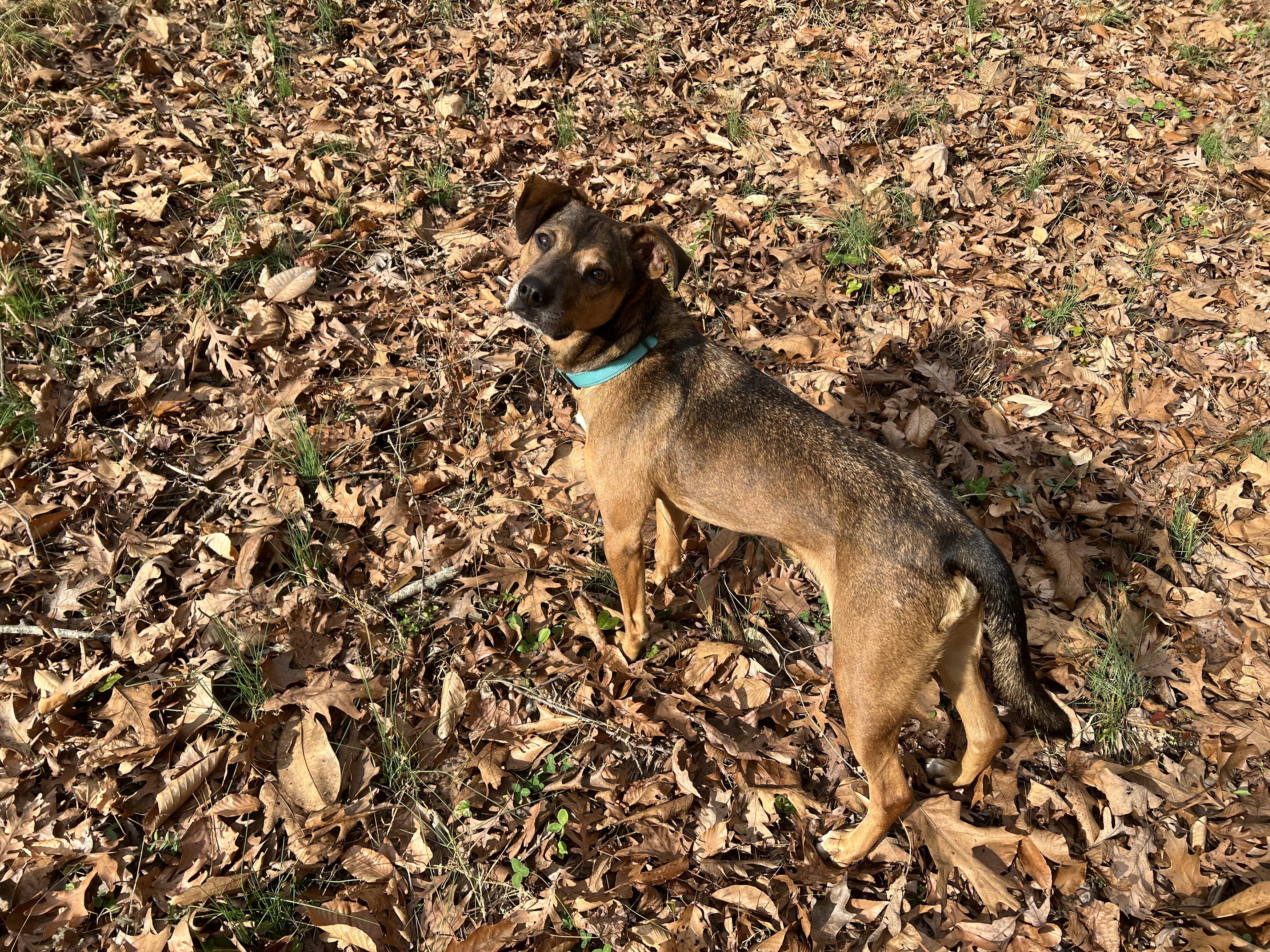 Enlarge FRANKIE, a Adoptable mixed breed in Newborn, GA image 6/6