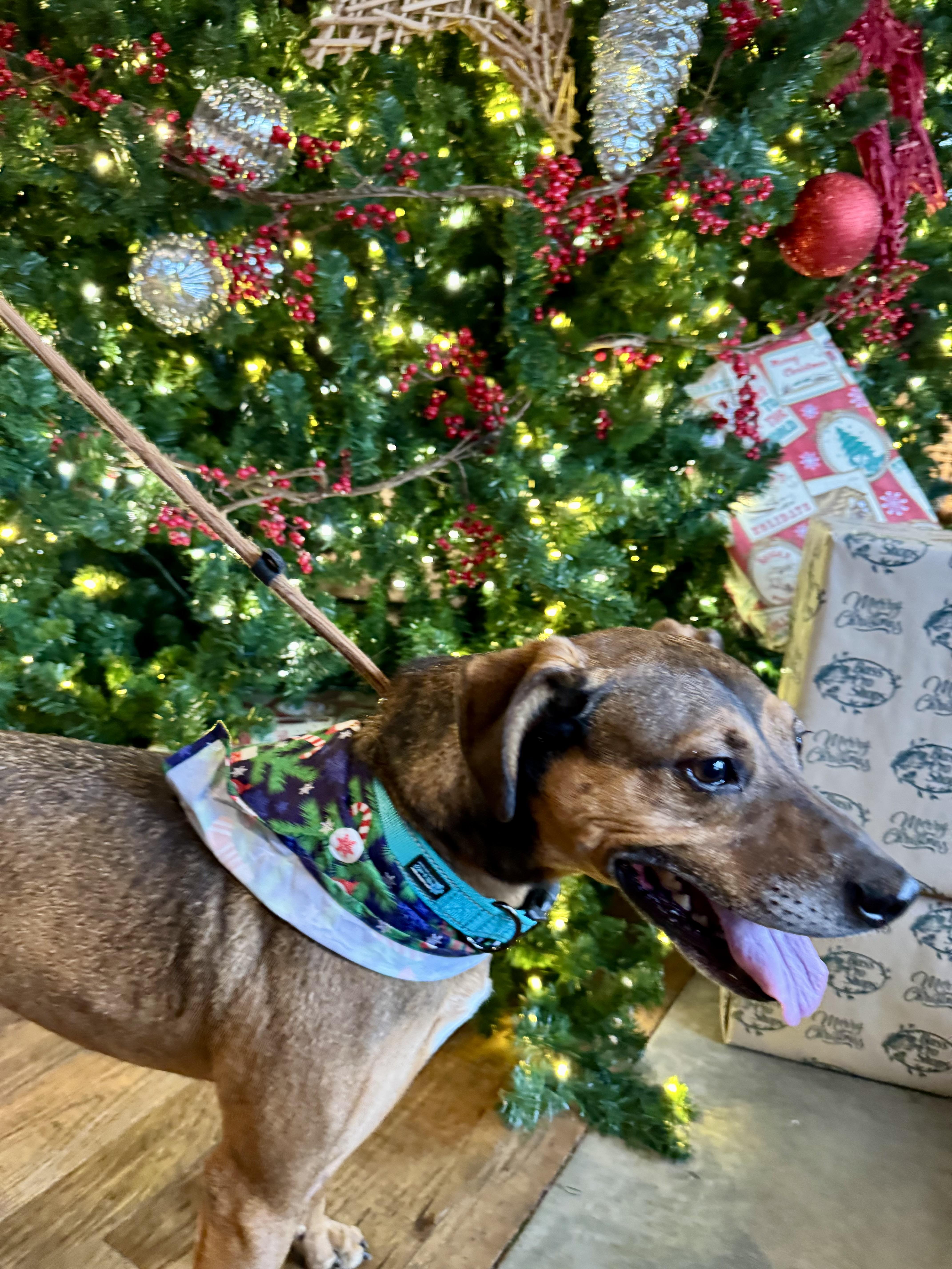 Enlarge FRANKIE, a Adoptable mixed breed in Newborn, GA image 5/6