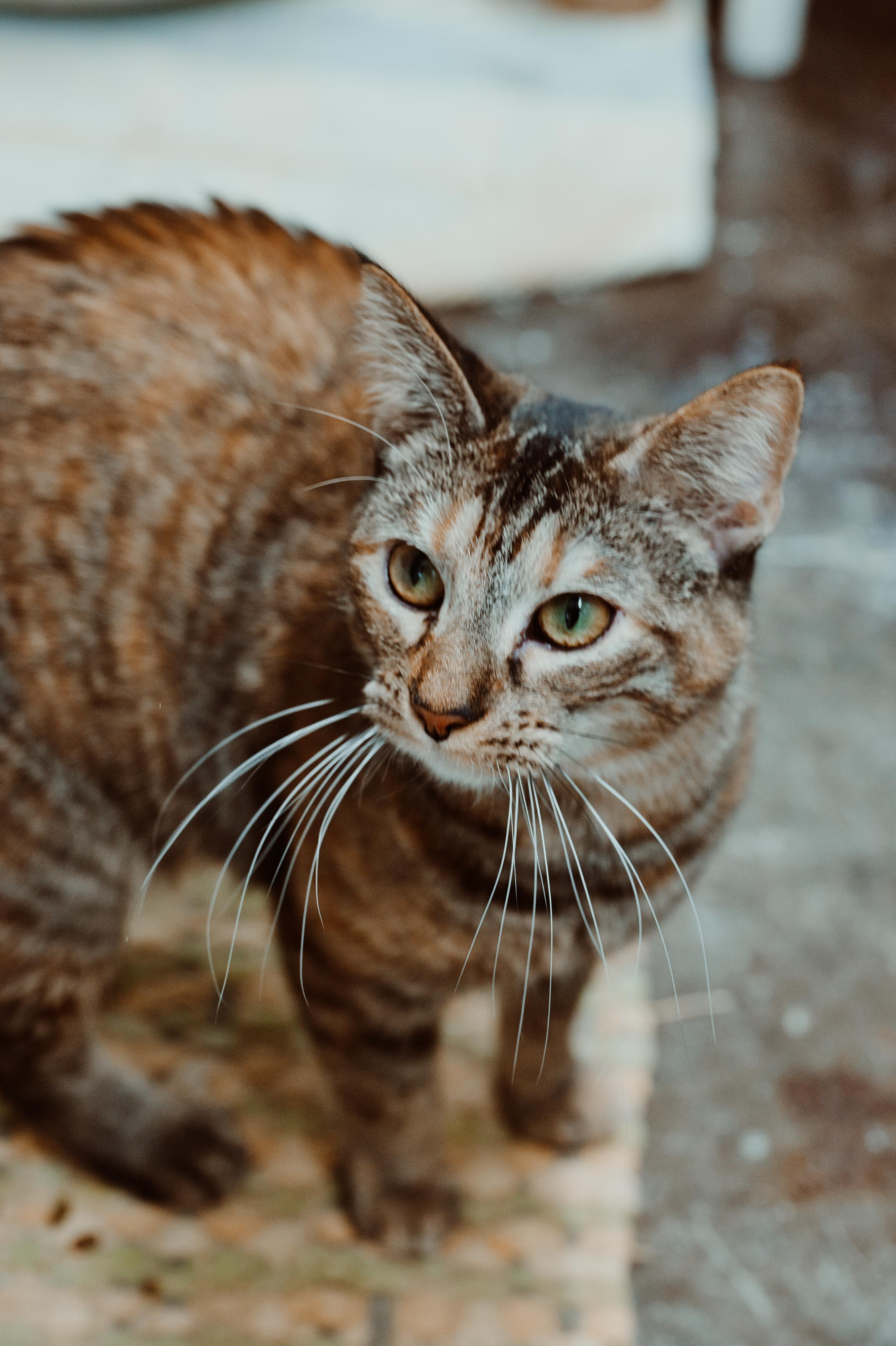 Elphaba, Adopted, Adult Female Tabby.