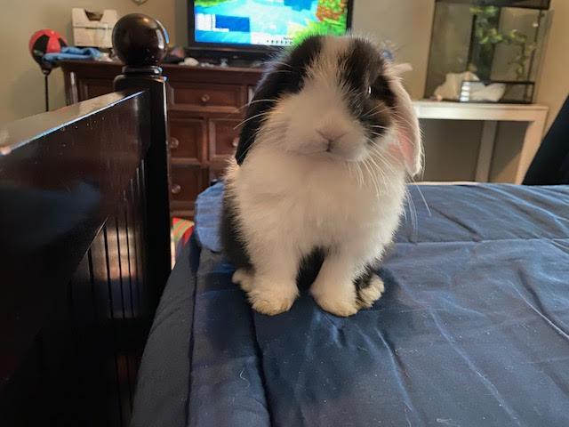 Enlarge Stuart, a Adopted Holland Lop in San Antonio, TX image 2/3