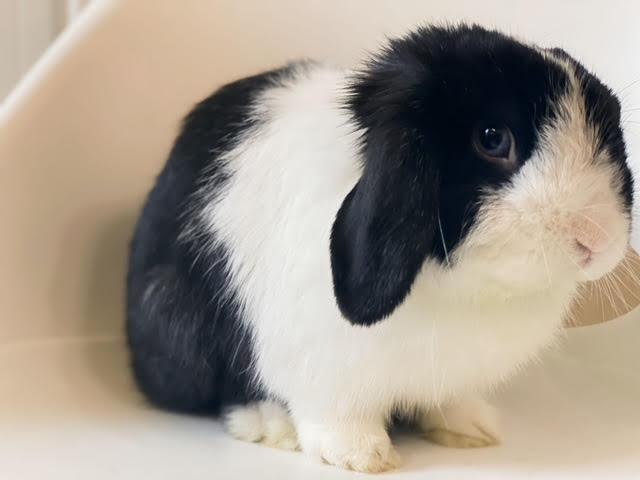 Enlarge Stuart, a Adopted Holland Lop in San Antonio, TX image 1/3
