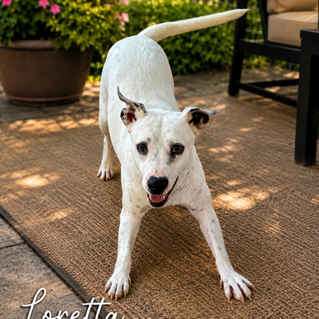 Loretta, Adoptable, Young Female Terrier.