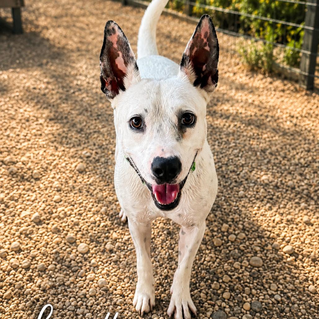 Enlarge Loretta, a Adoptable Terrier in Mount Pleasant, TX image 2/6