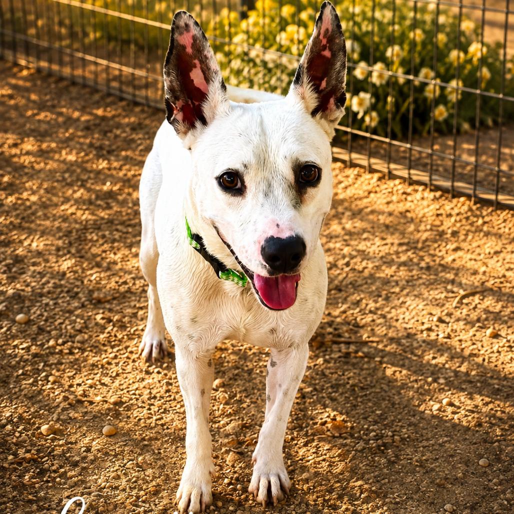 Enlarge Loretta, a Adoptable Terrier in Mount Pleasant, TX image 6/6