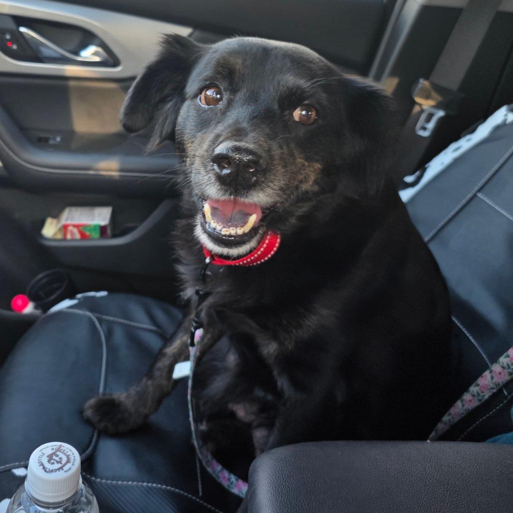 Moxie (Brindlesnoot Fuzzypants), an adopted mixed breed in Wilmington, NC image 5/6