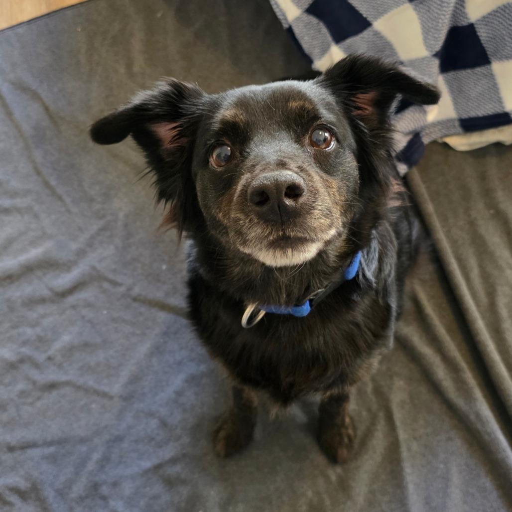 Moxie (Brindlesnoot Fuzzypants), adopted, Adult Female Setter & Retriever.