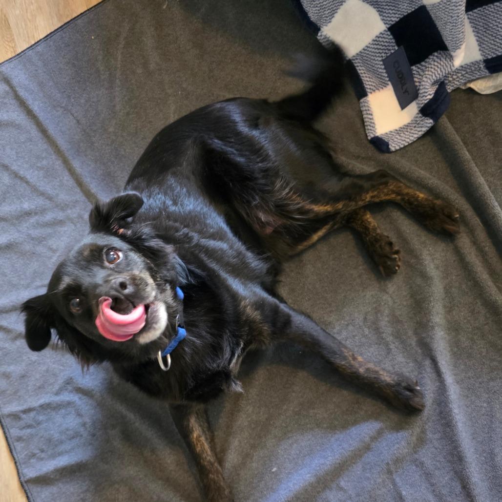 Moxie (Brindlesnoot Fuzzypants), an adopted mixed breed in Wilmington, NC image 2/6