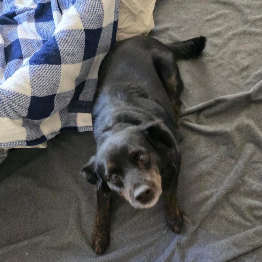 Moxie (Brindlesnoot Fuzzypants), an adopted mixed breed in Wilmington, NC image 3/6