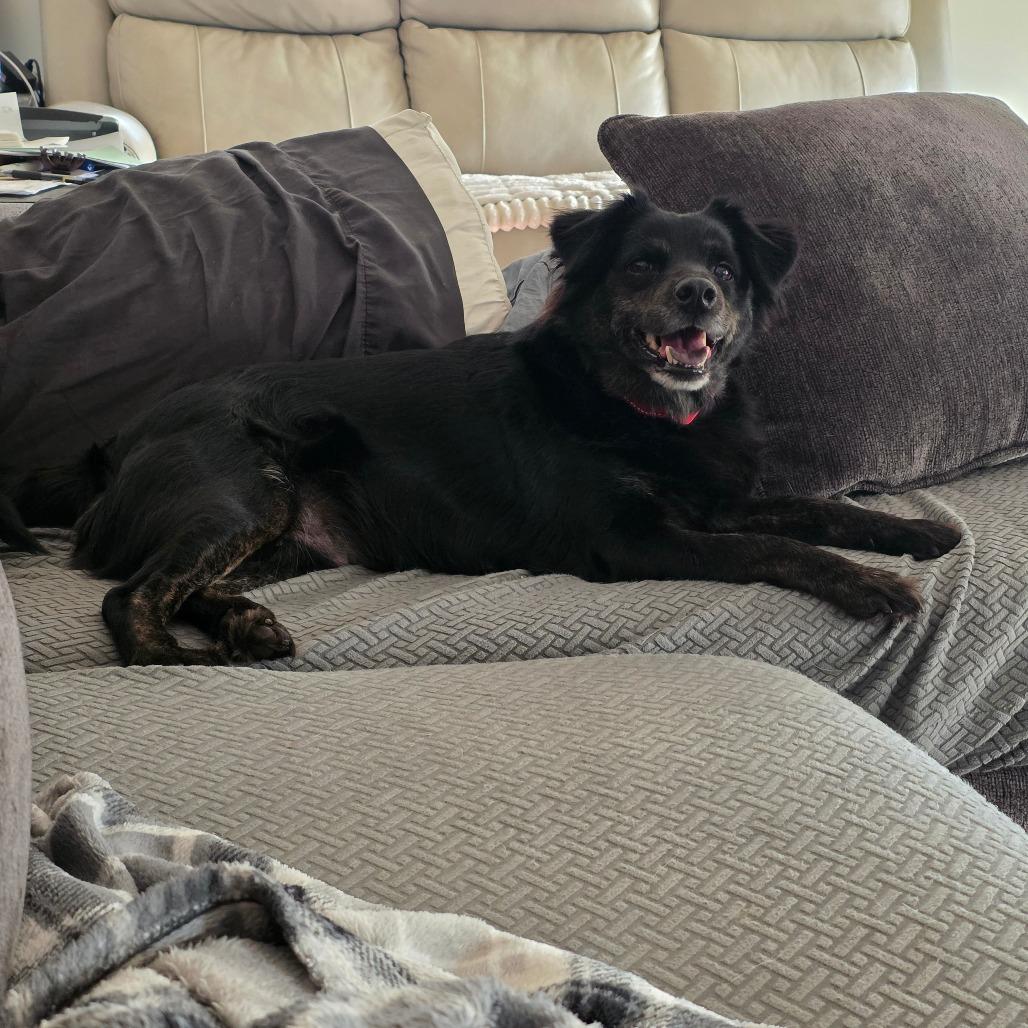 Moxie (Brindlesnoot Fuzzypants), an adopted mixed breed in Wilmington, NC image 6/6