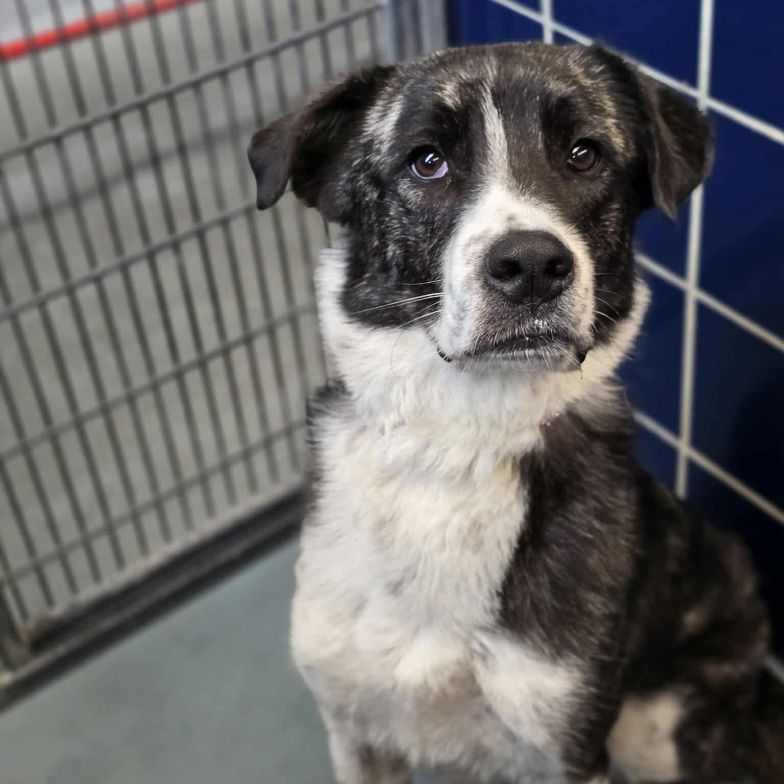 Lollie, a ADOPTABLE mixed breed in Fort Collins, CO image 2/6