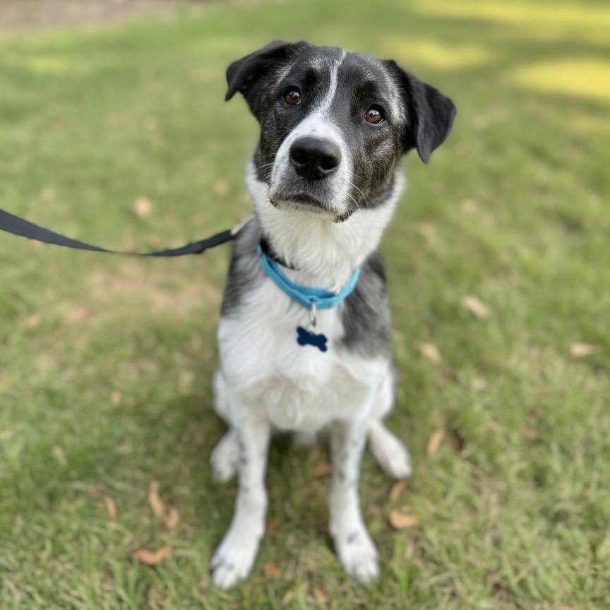 Lollie, ADOPTABLE, Adult Female Anatolian Shepherd.