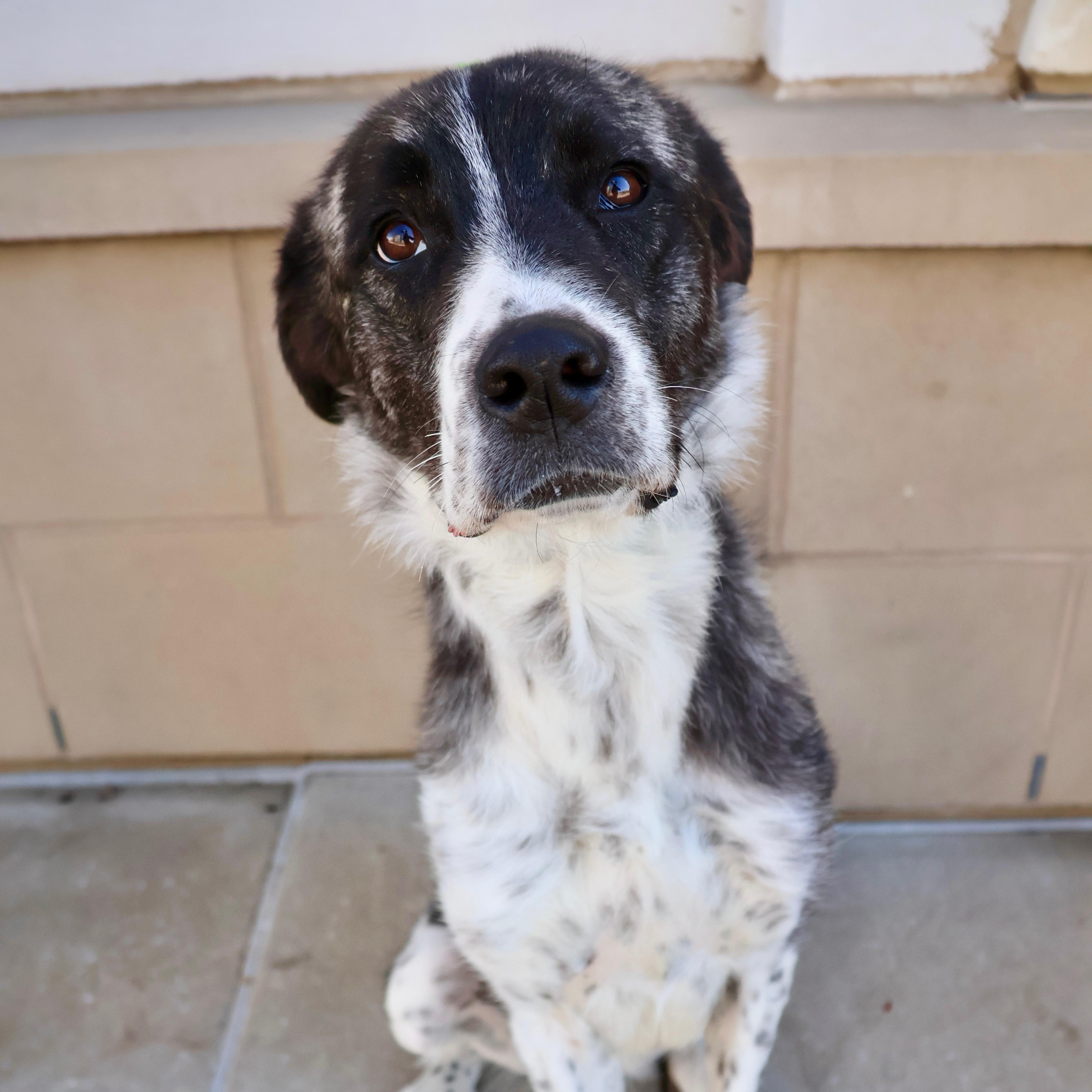 Enlarge Lollie, a ADOPTABLE mixed breed in Fort Collins, CO image 2/6