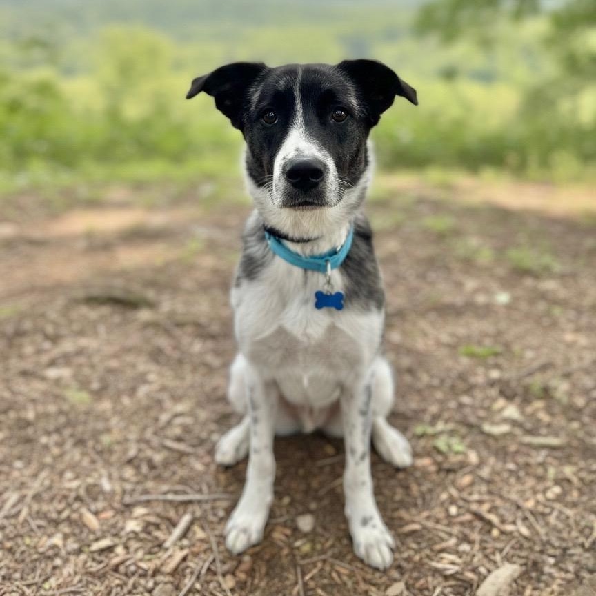 Lollie, a ADOPTABLE mixed breed in Fort Collins, CO image 3/6