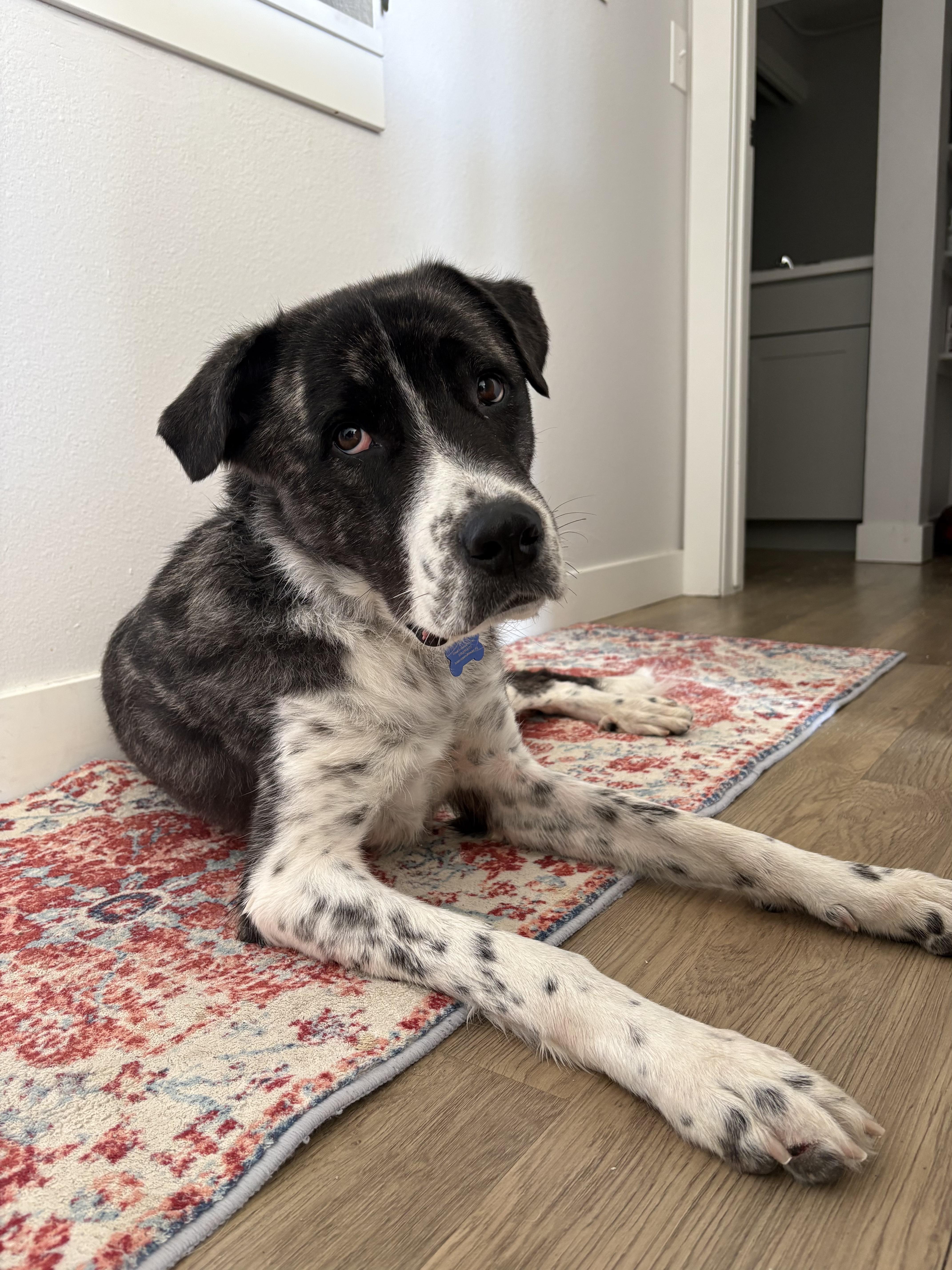 Enlarge Lollie, a ADOPTABLE mixed breed in Fort Collins, CO image 6/6