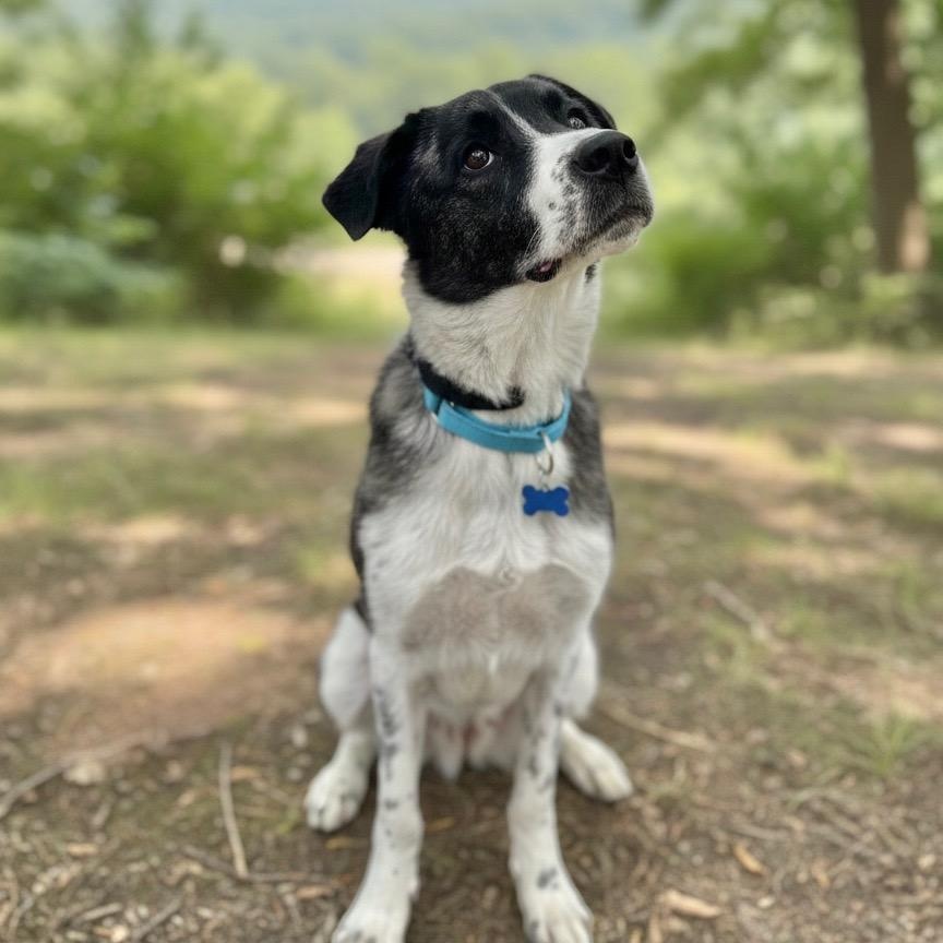 Lollie, a ADOPTABLE mixed breed in Fort Collins, CO image 4/6