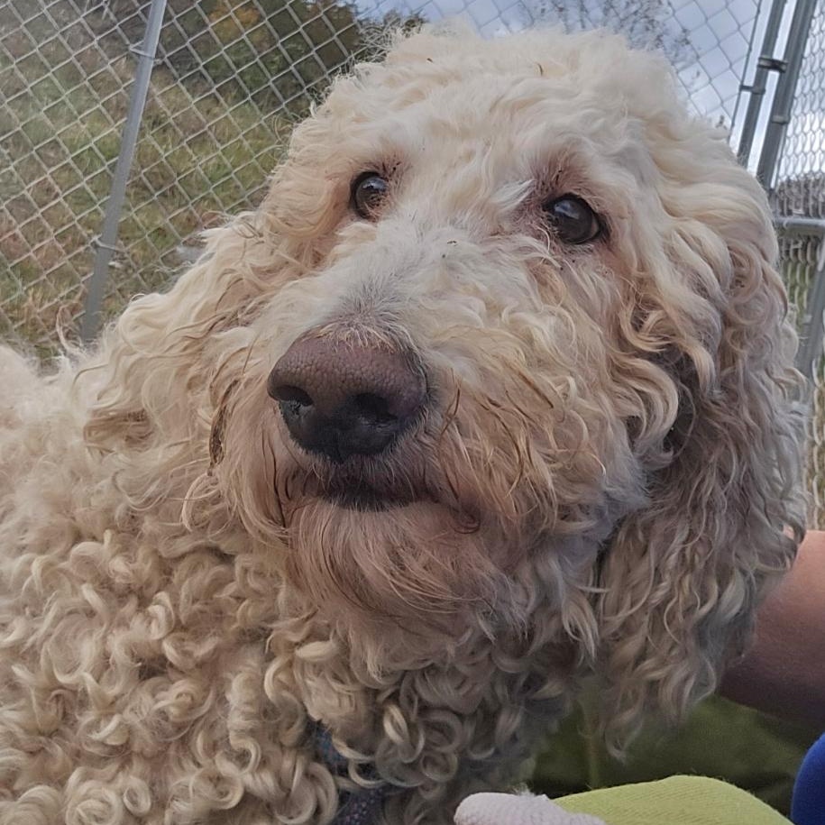 Enlarge TWEEDLEDUM, an adopted mixed breed in Warwick, RI image 1/2