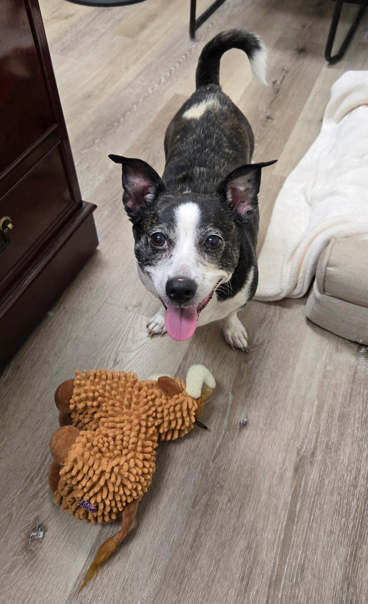 Mia, Adoptable, Senior Female Jack Russell Terrier.
