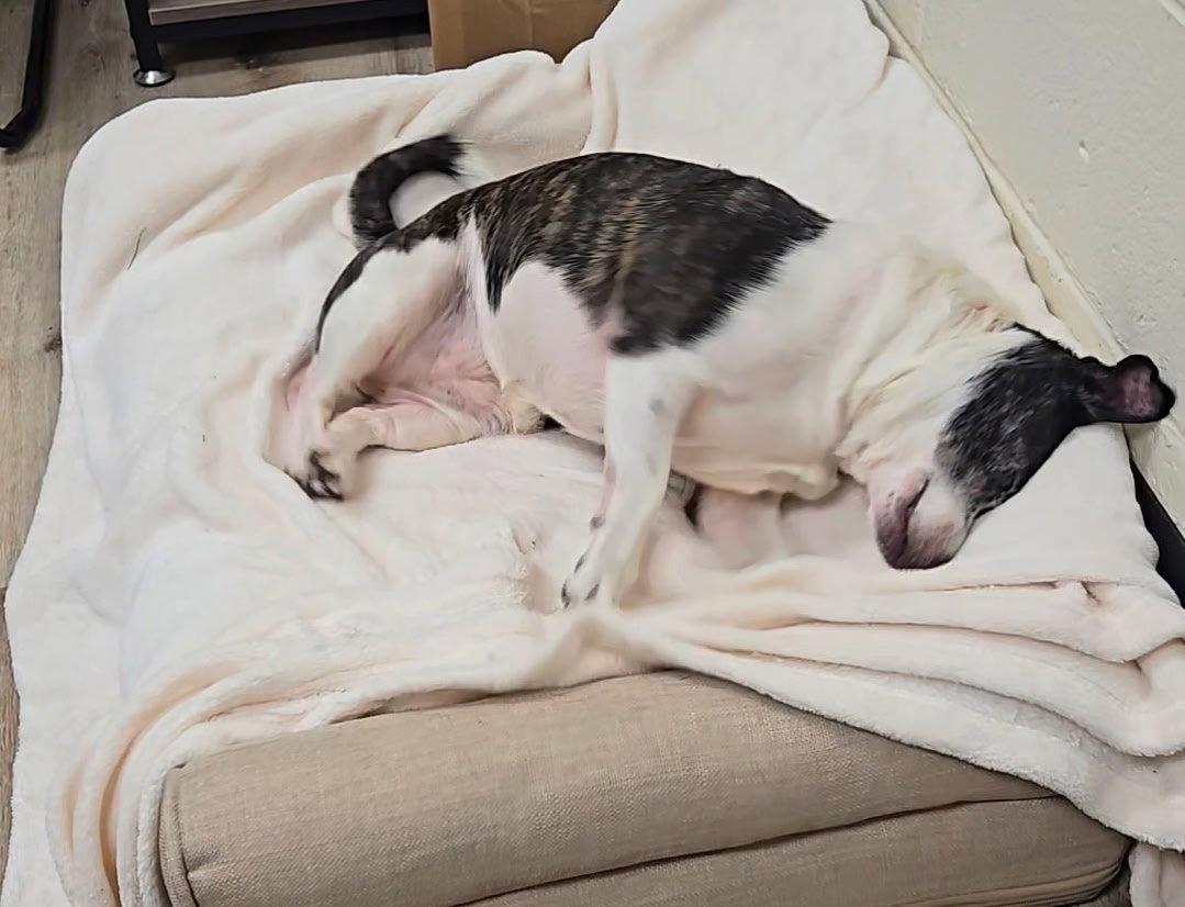 Enlarge Mia, a Adoptable Jack Russell Terrier in Georgetown, KY image 2/3