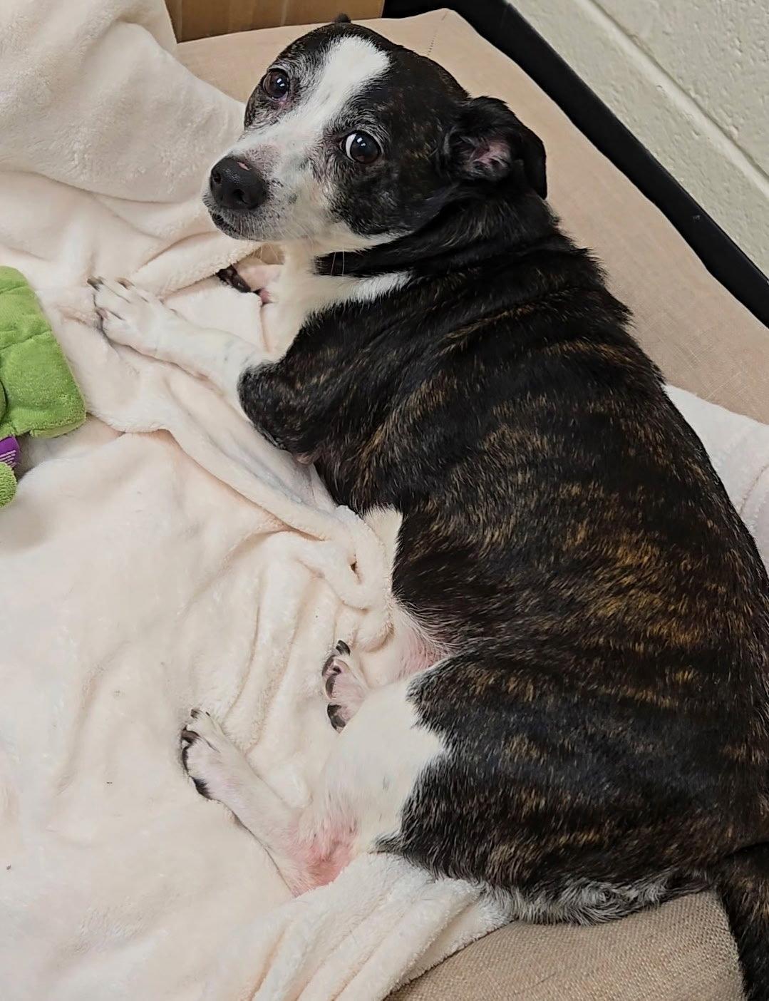 Enlarge Mia, a Adoptable Jack Russell Terrier in Georgetown, KY image 3/3