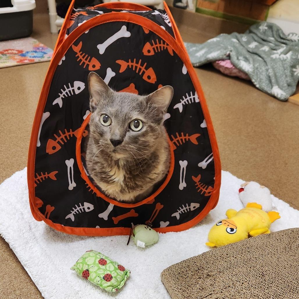Josie, Adoptable, Senior Female Domestic Short Hair.