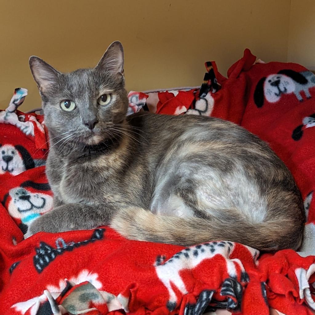 Enlarge Josie, a Adoptable Domestic Short Hair in Naples, FL image 1/3