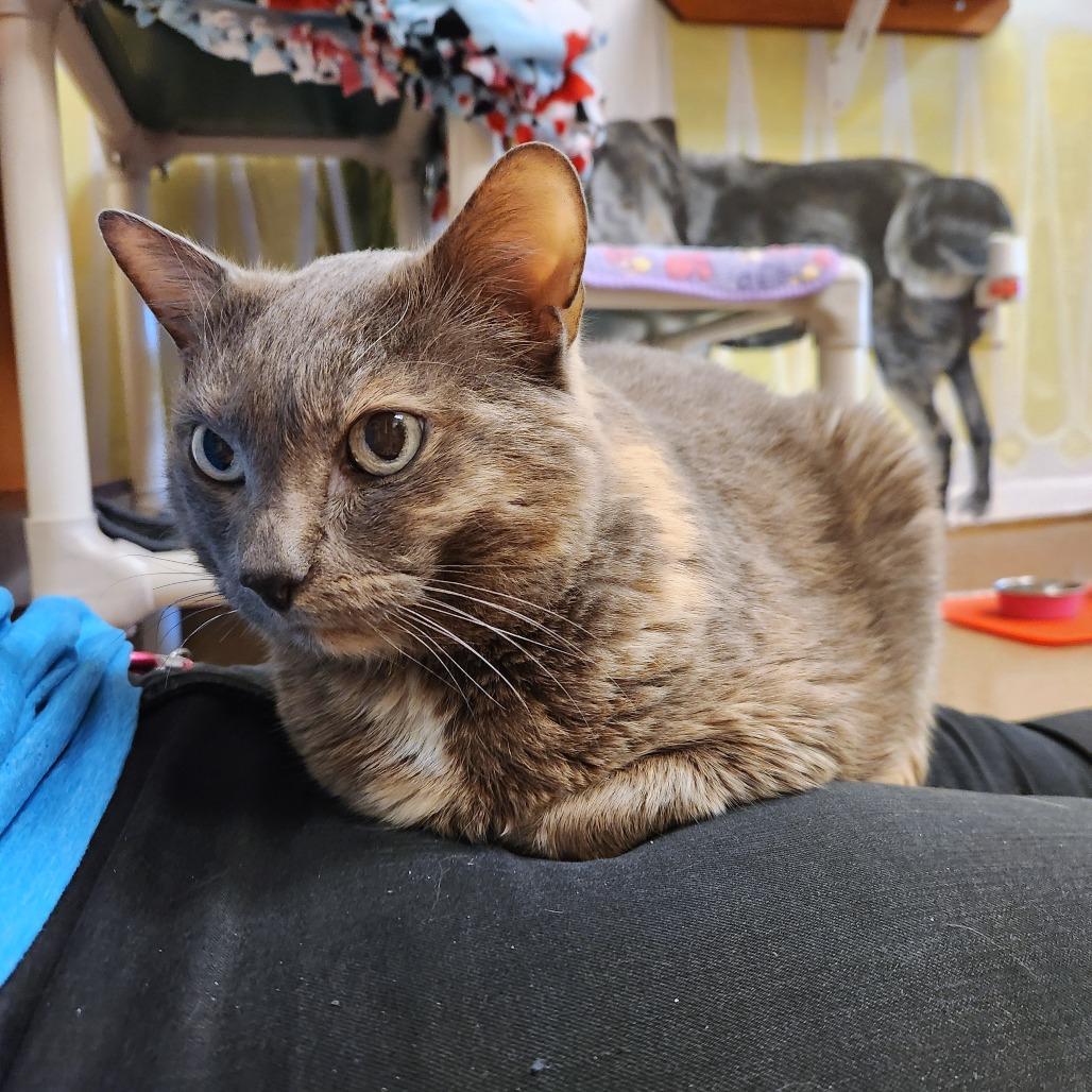 Enlarge Josie, a Adoptable Domestic Short Hair in Naples, FL image 2/3